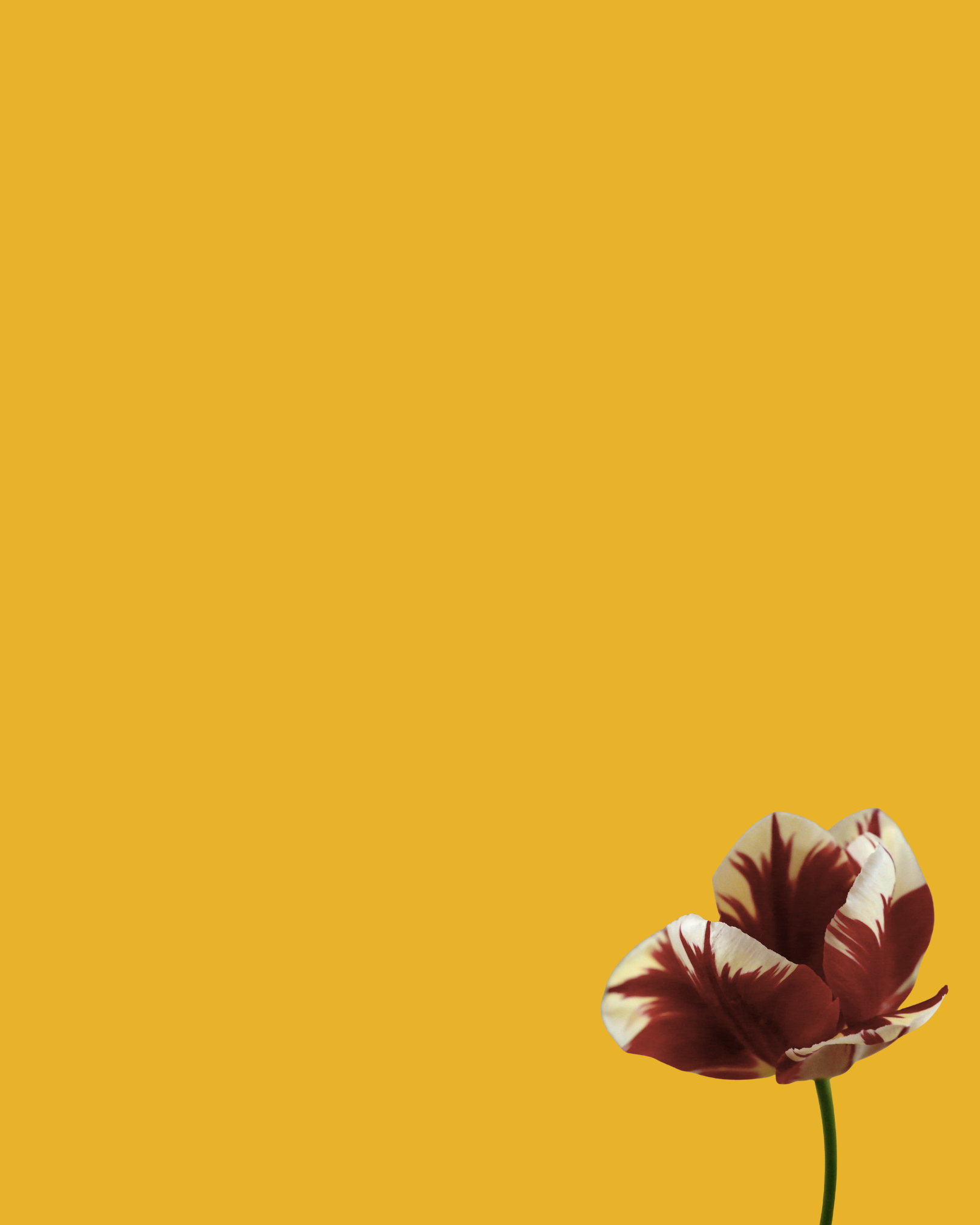 A single tulip with red and white petals against a solid mustard yellow background.