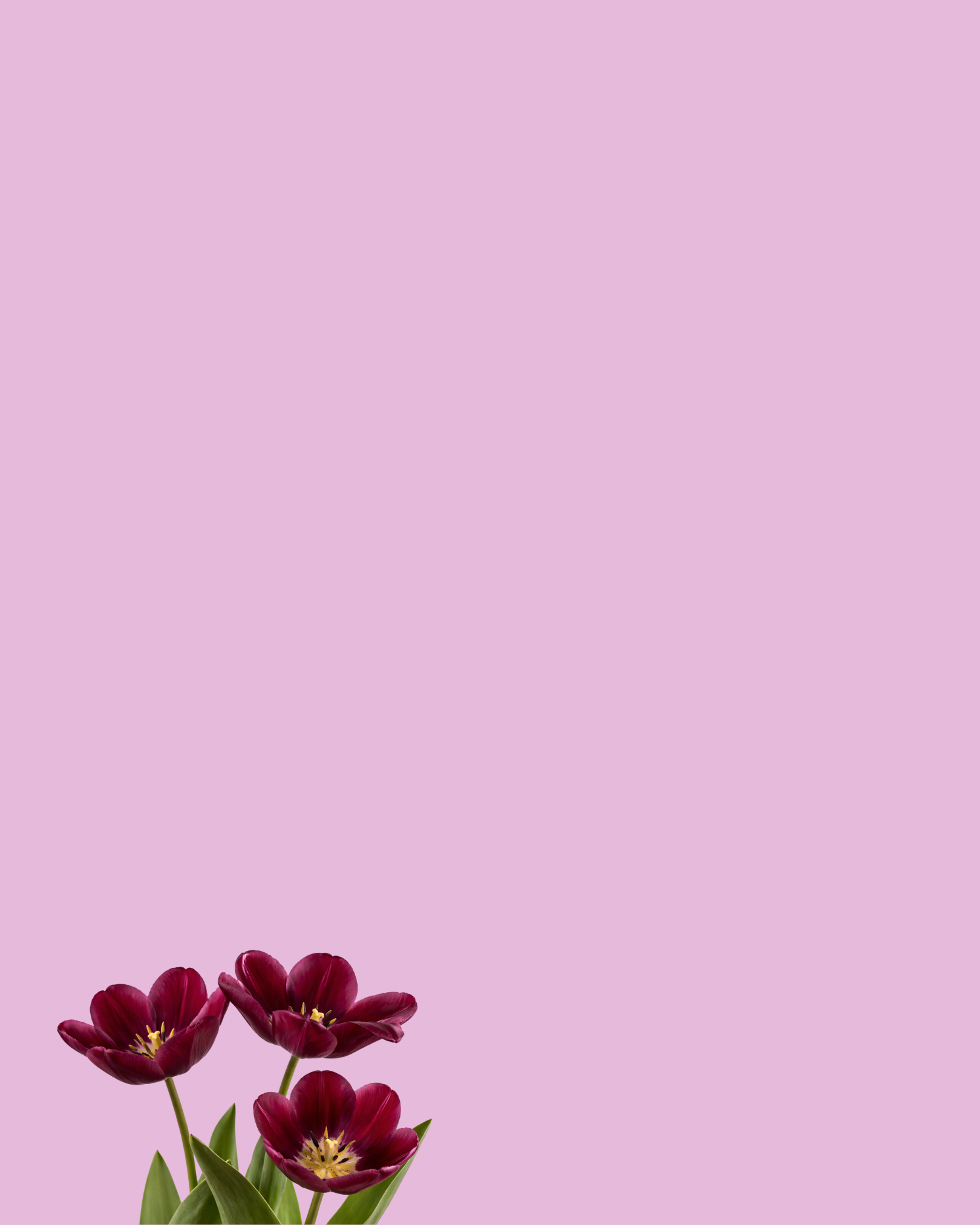 Three dark red tulips with green leaves on a purple background.