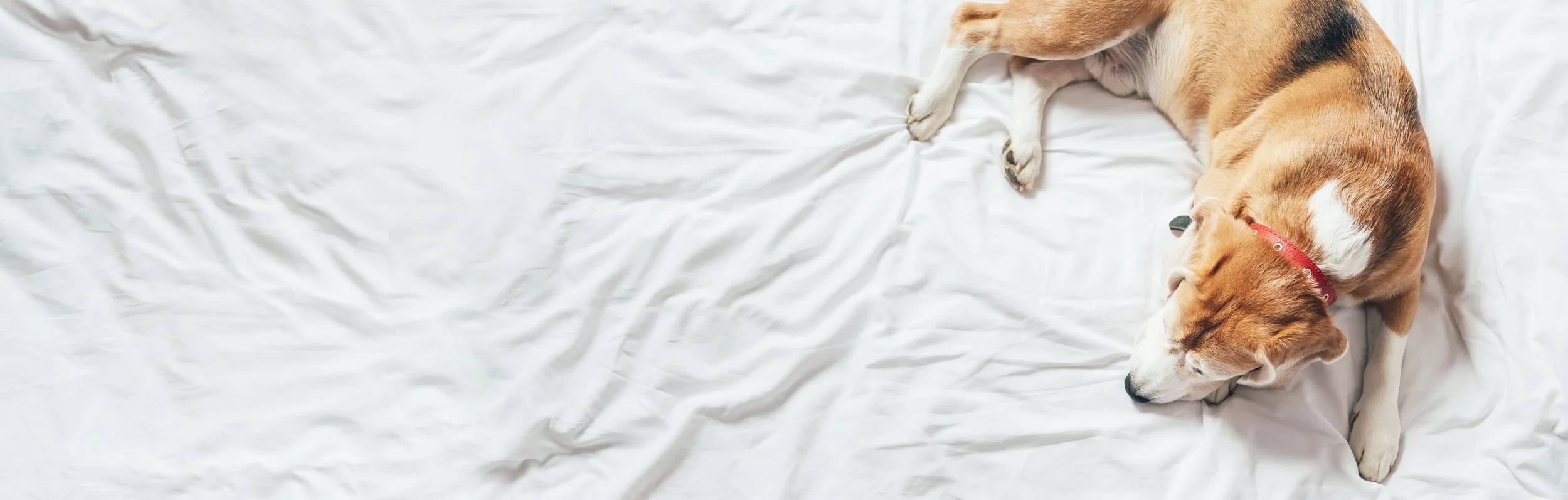 A sleeping beagle dog with a red collar lying on a white crumpled bedsheet.