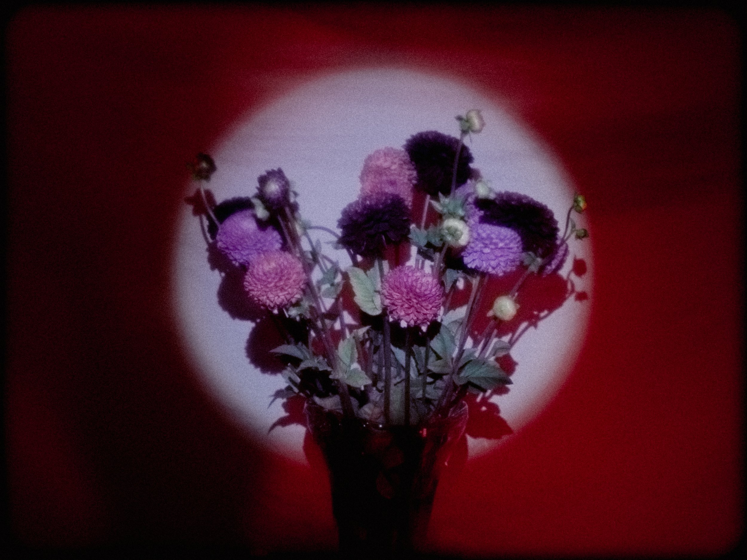 A bouquet of purple and pink flowers illuminated by a spotlight against a red background.