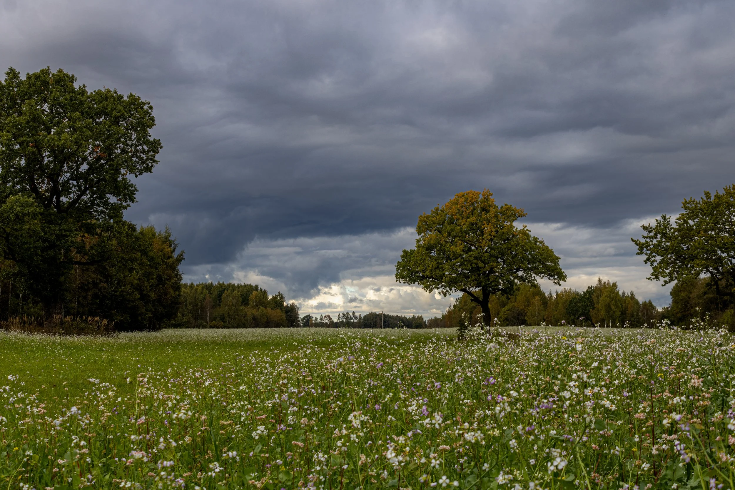 A grassy field with small white and purple flowers, bordered by trees with changing leaves, under a cloudy dark sky.