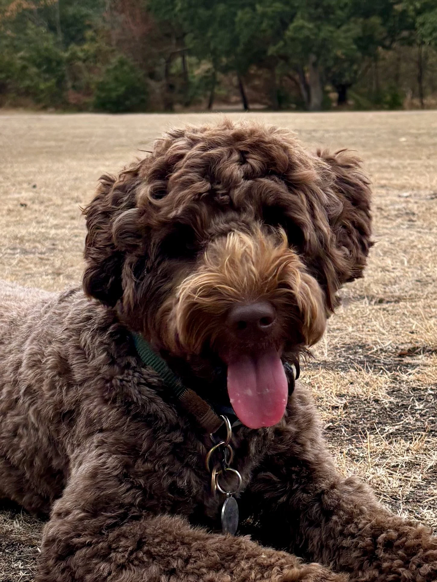 Brown curly-haired dog, Labradoodle, enjoying a walk on Wimbledon Common with The Dogtor.