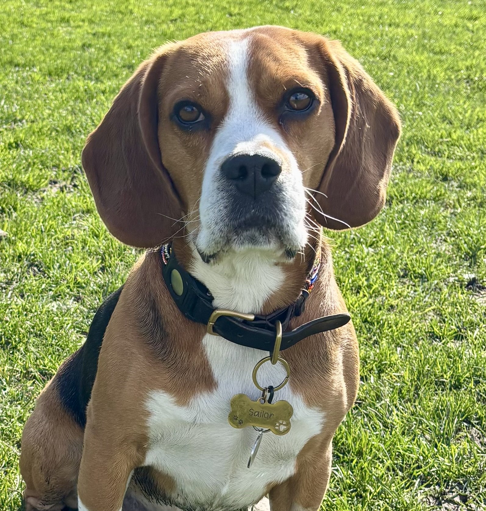 A brown and white Beagle dog sitting on green grass, wearing a black collar with a gold bone-shaped tag that reads 'Sailor'.