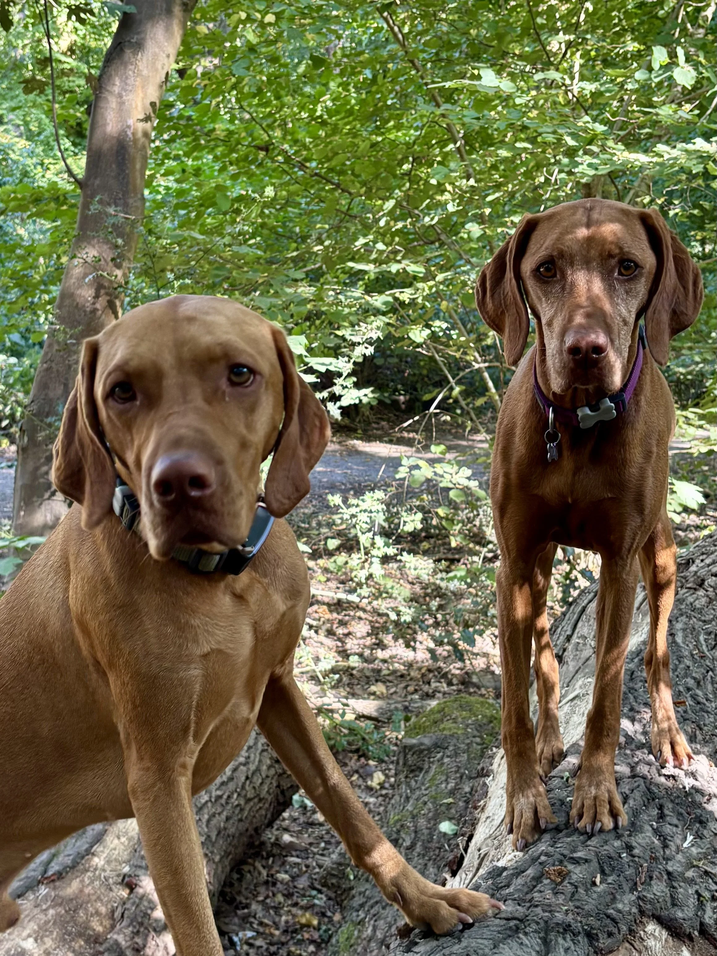 Two dogs standing on a fallen tree in a green forest.