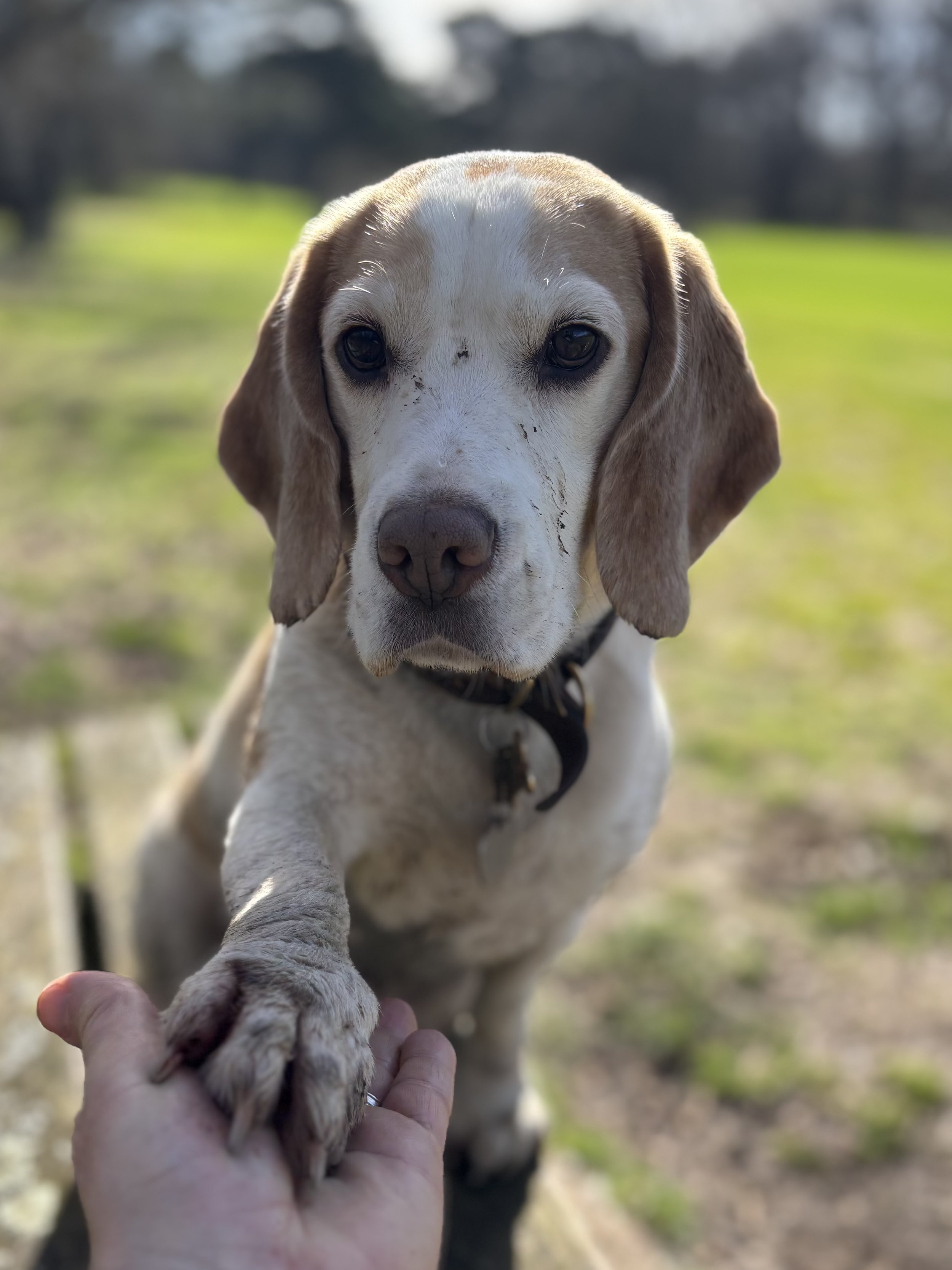 Close-up of a beagle puppy being held by a person's hand outdoors on a grassy field with trees in the background.