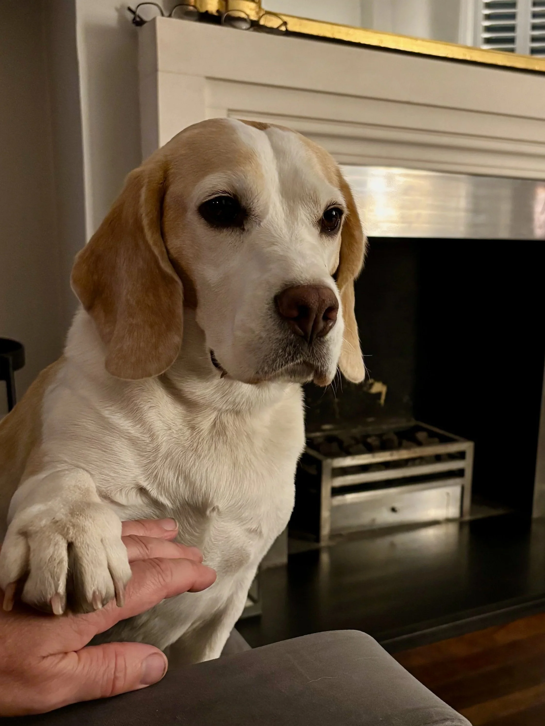 Beagle relaxing at home during dog day care with The Dogtor in Wandsworth.