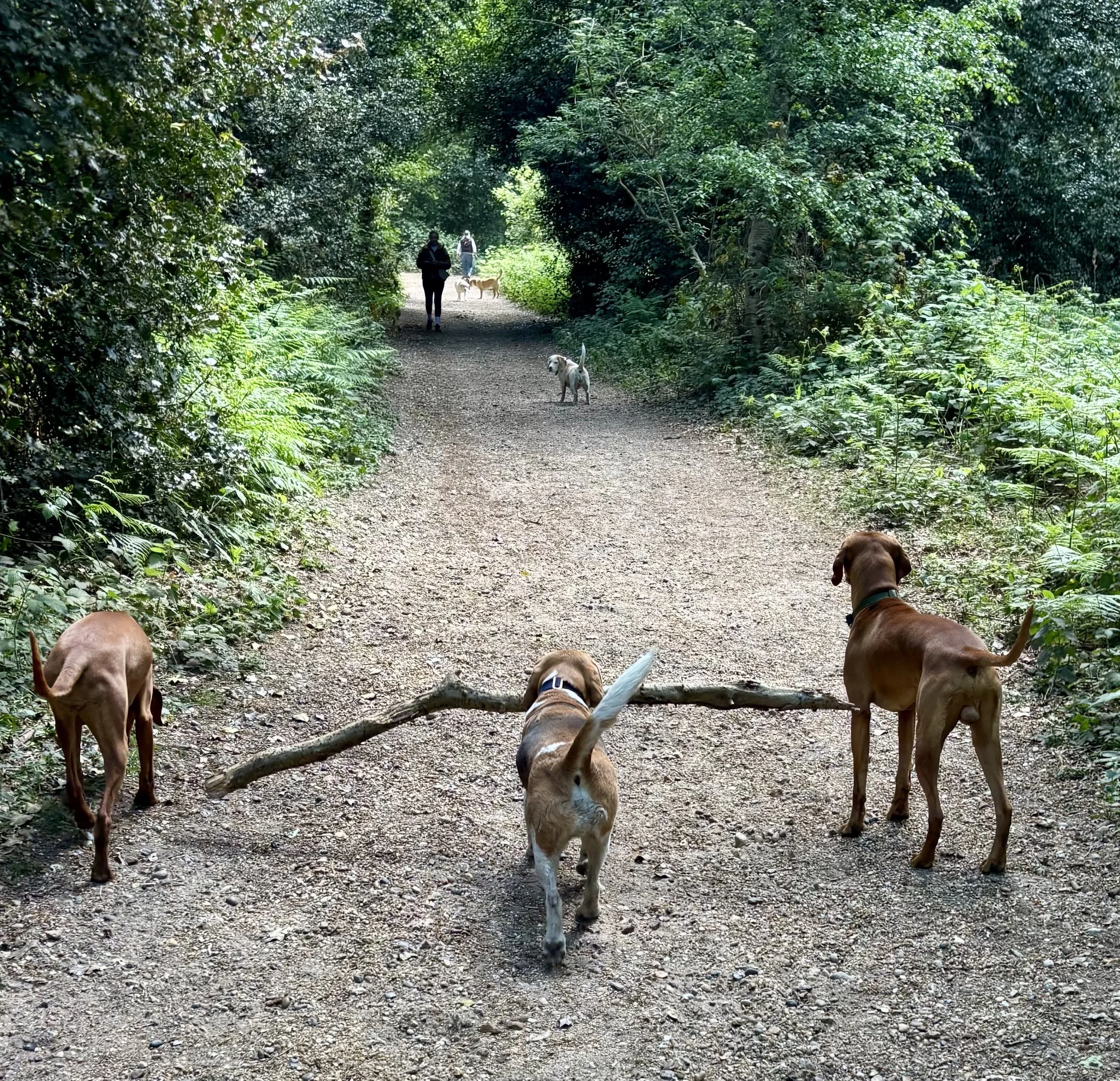 2-hour morning walk