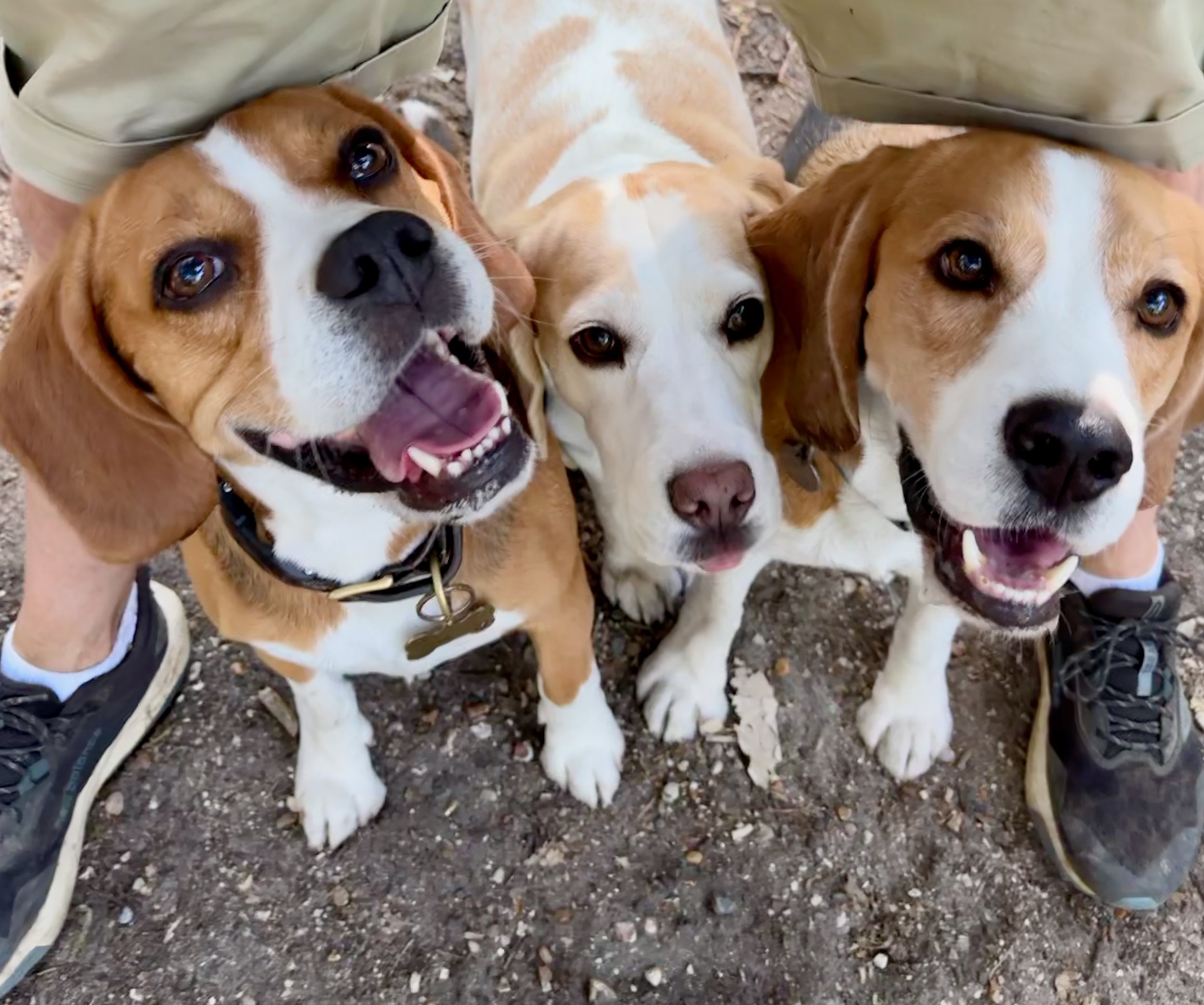 Three beagle dogs lying on the ground outdoors with their heads close together, looking up at the camera.