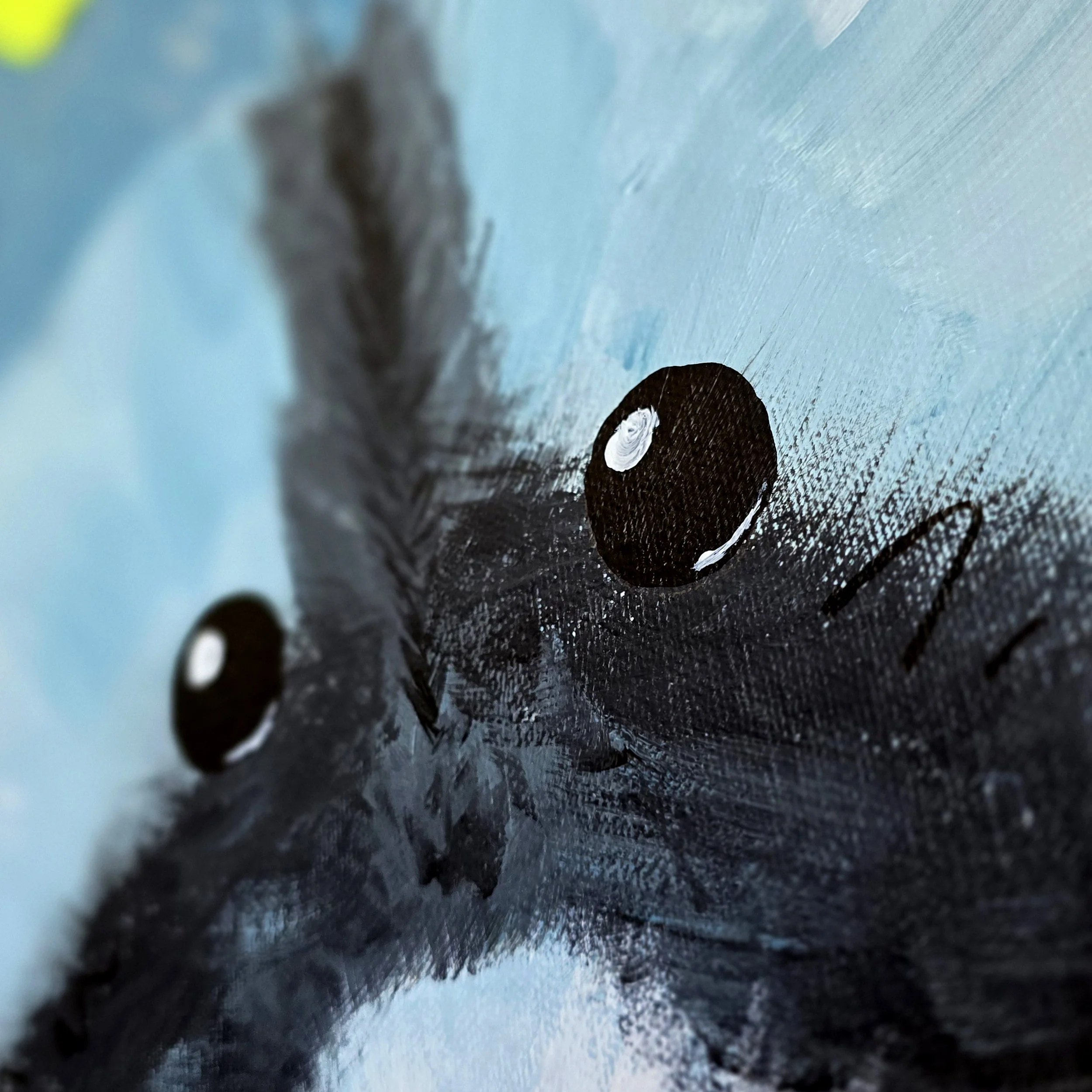 RACCOON CLOSE.jpg