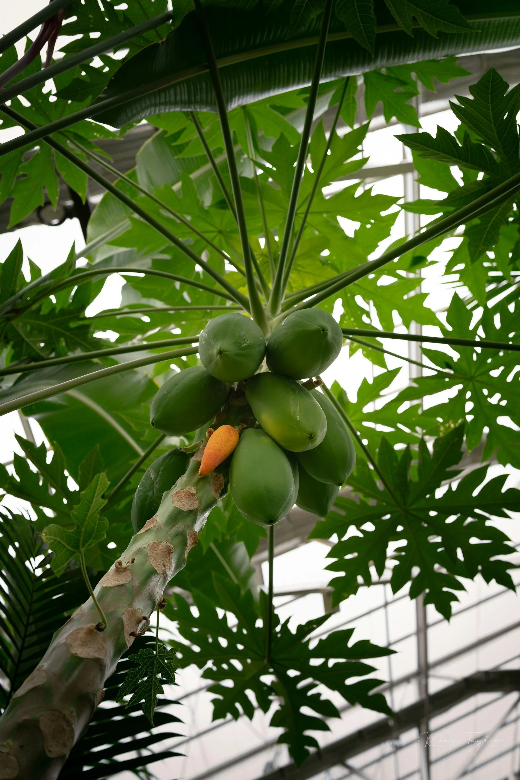Green papaya hanging from a papaya tree with large green leaves and a small orange fruit nearby.