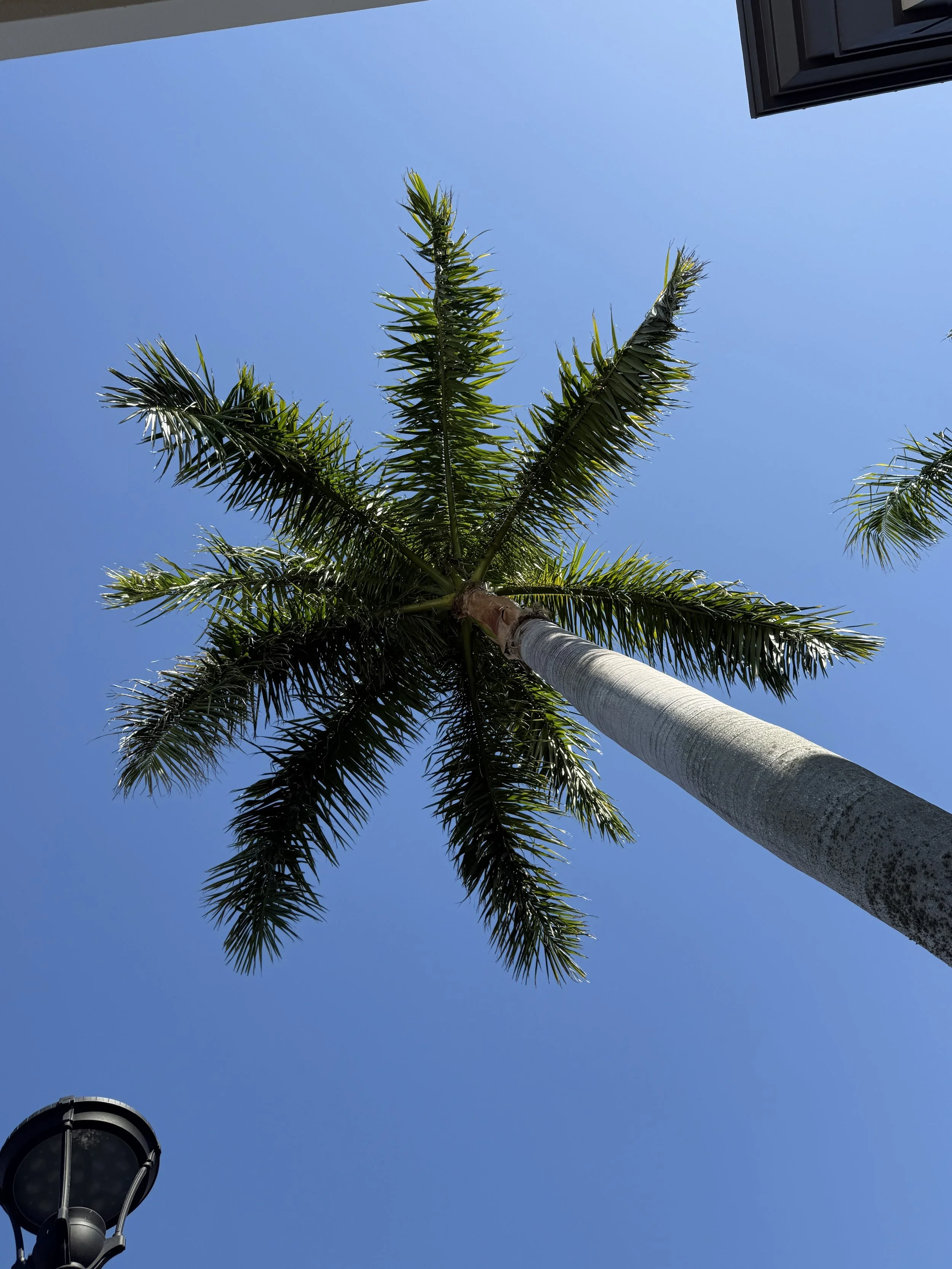 Looking up at a tall palm tree against a blue sky with a street lamp in the lower left corner and a building corner in the upper right.