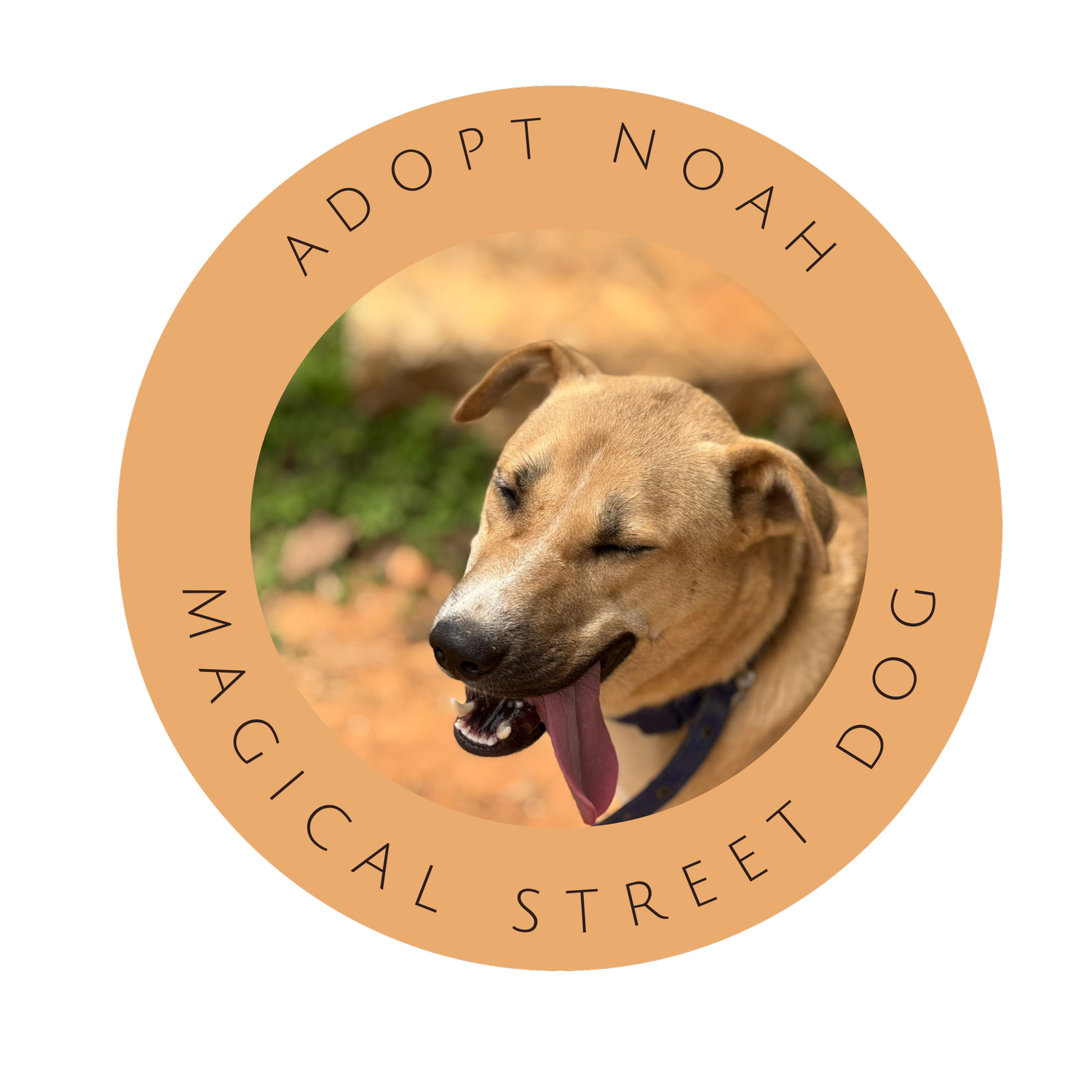 ADOPT NOAH