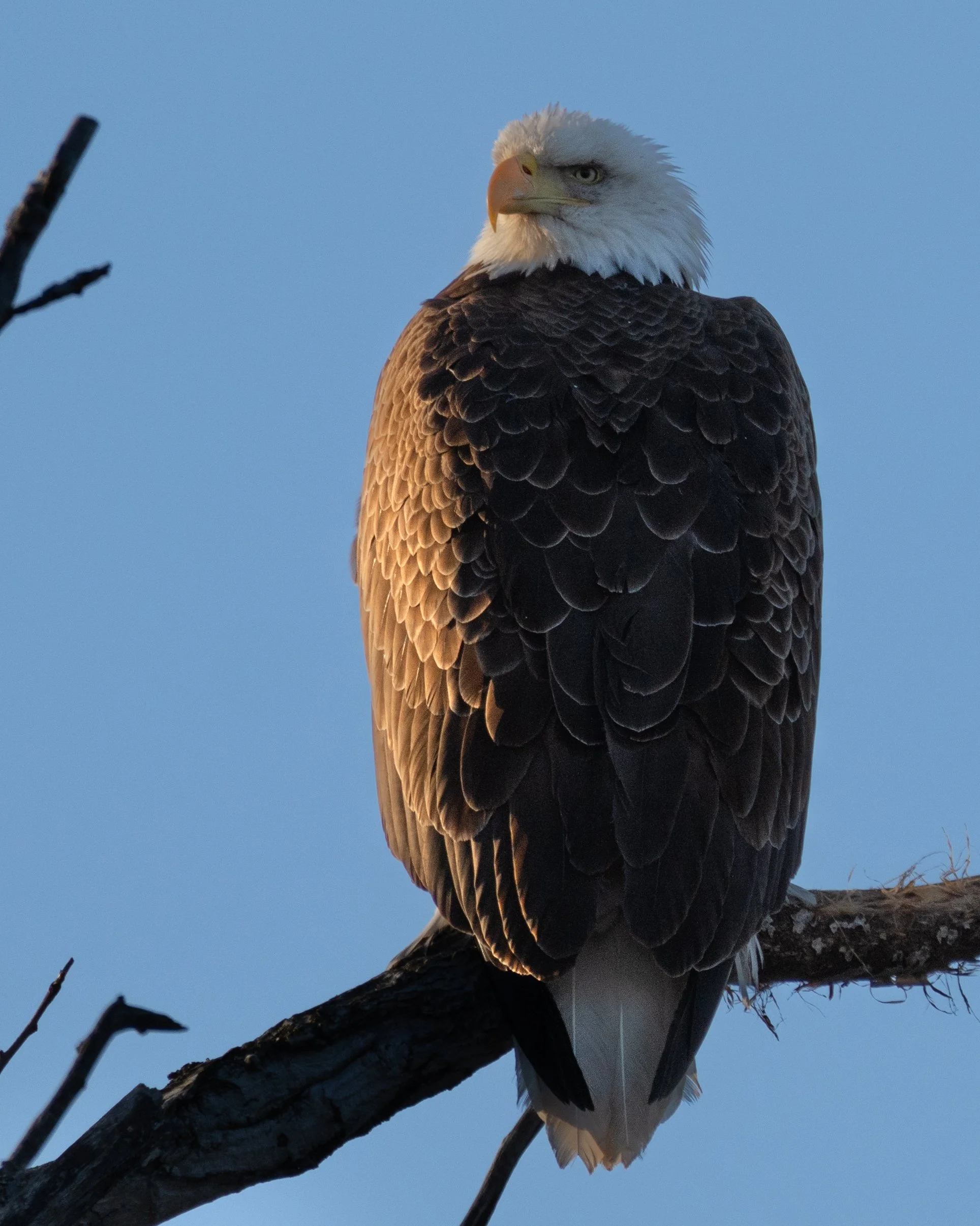 Bald Eagle Perched