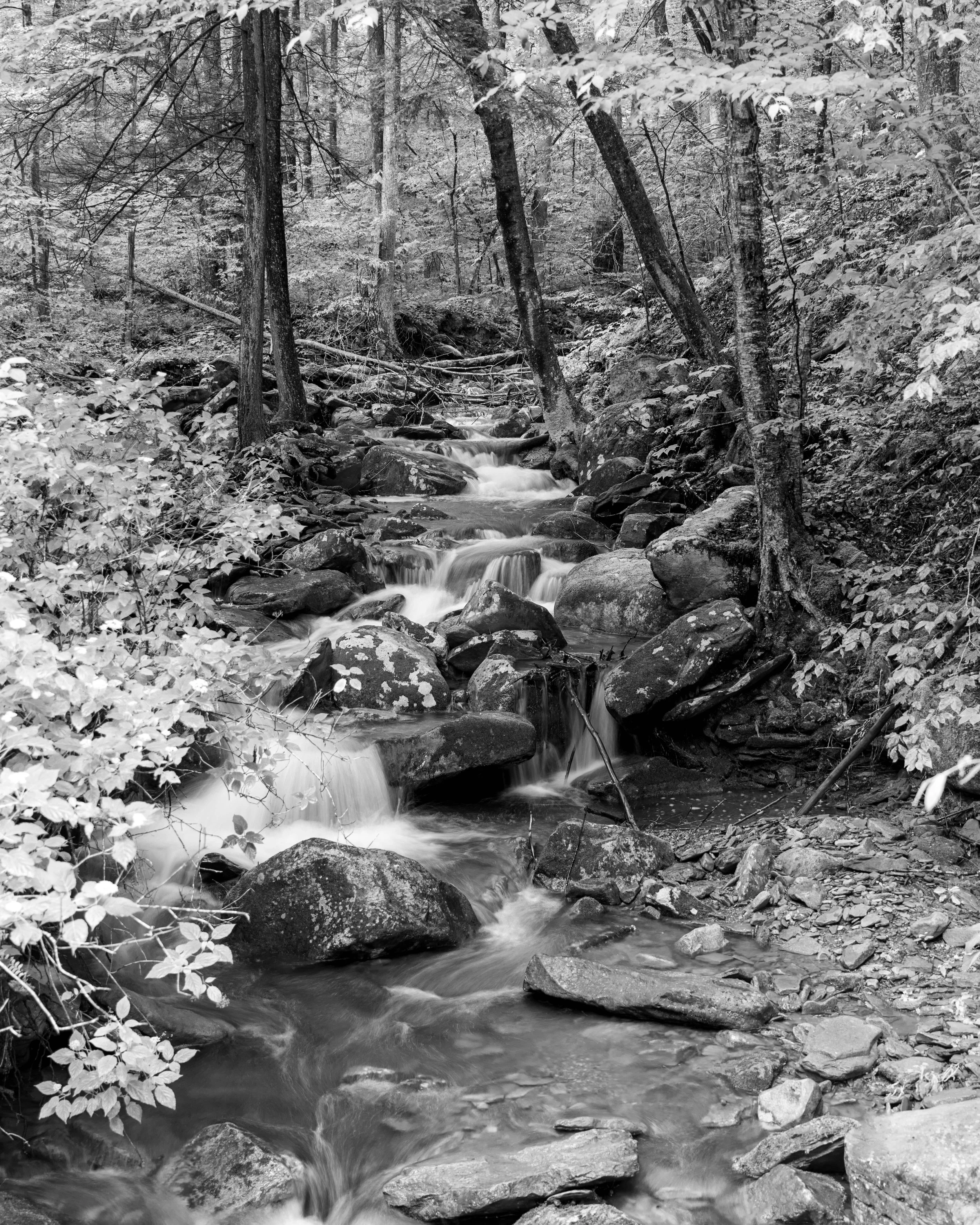 Whispers of the Forest