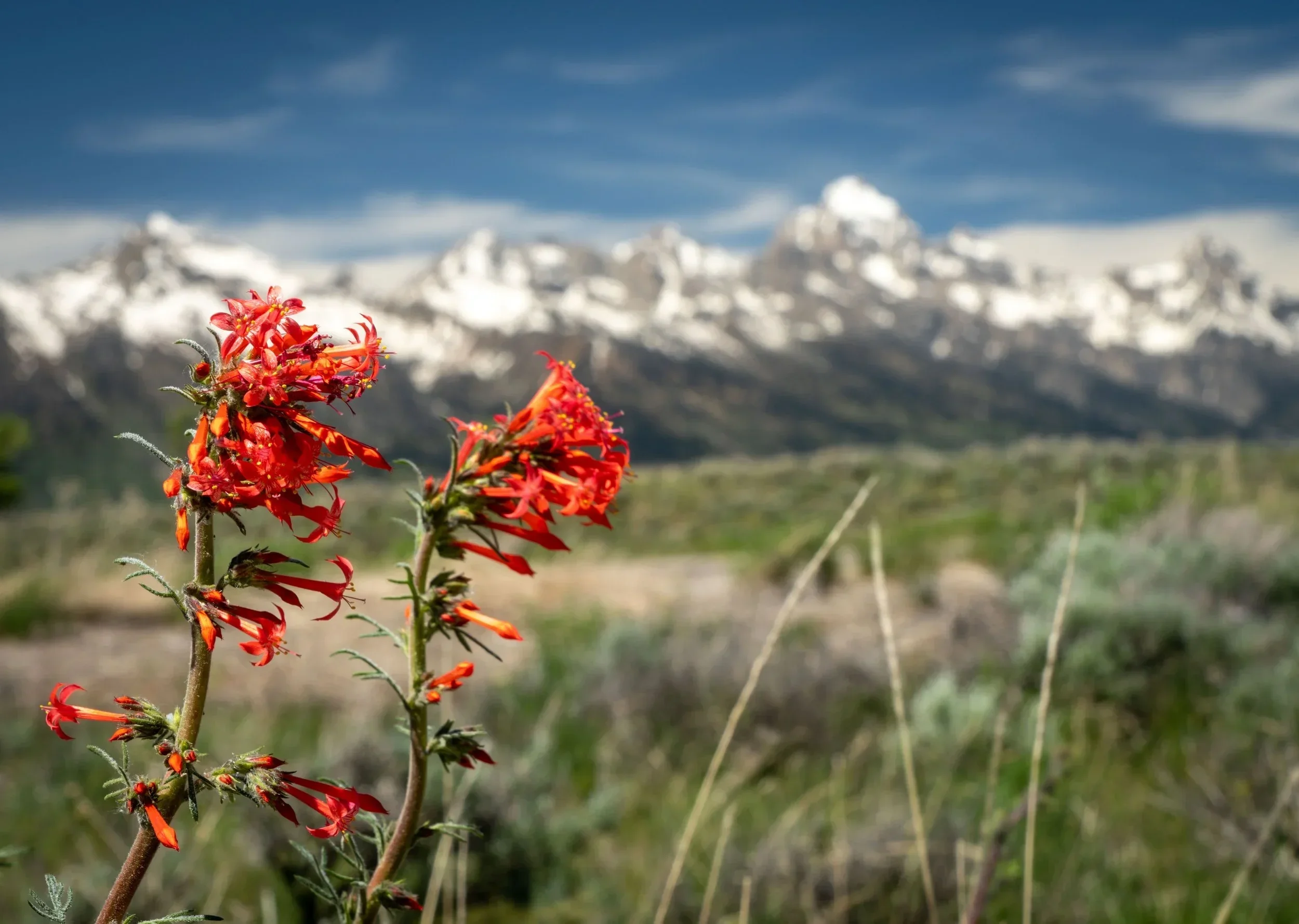 America's West