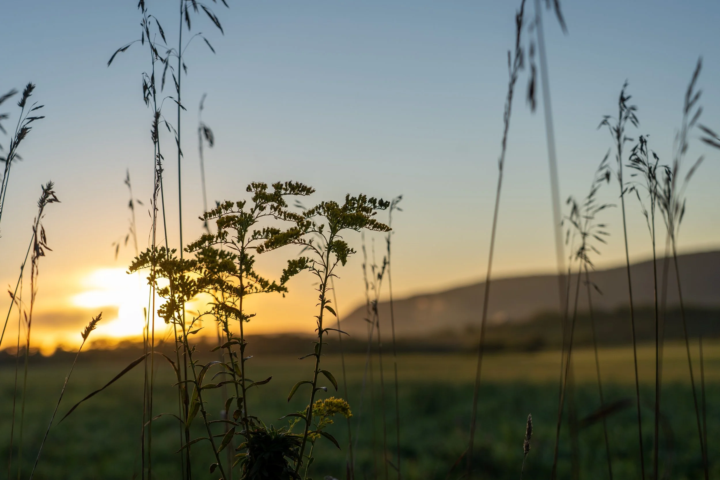 “Morning Fusion” The early morning is when one can find time to enjoy, collect, and reflect. As the sun rises it is almost easy to forget the enormity of it's power as we focus on one plant. One field. One mountain. That sun--that continuing process 