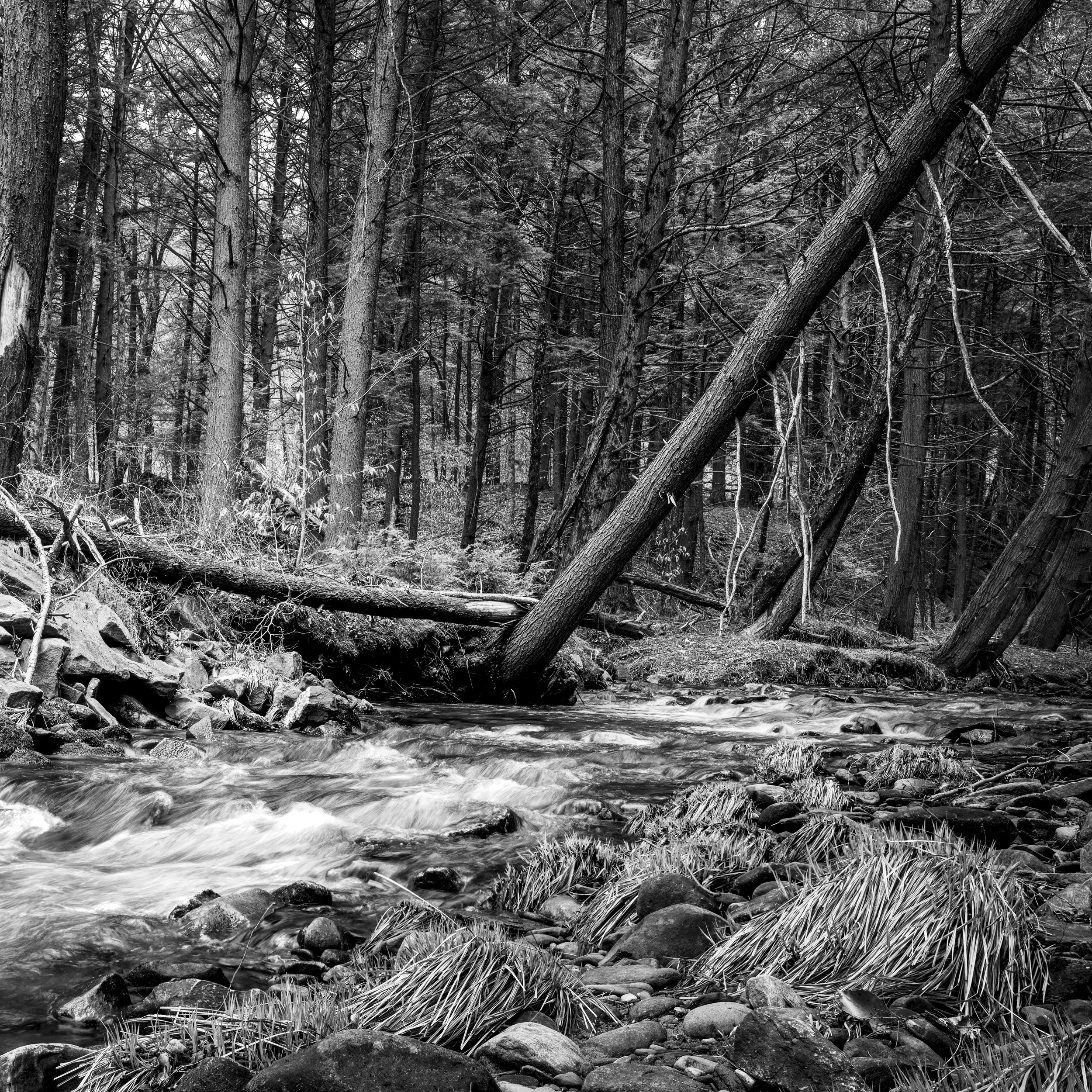 "Resilience in Repose"

This black and white photograph captures the dynamic resilience of nature, showcasing a stream's continuous flow through a dense woodland. Fallen trees, which once reached for the sky, now bridge the waters, contributing to th