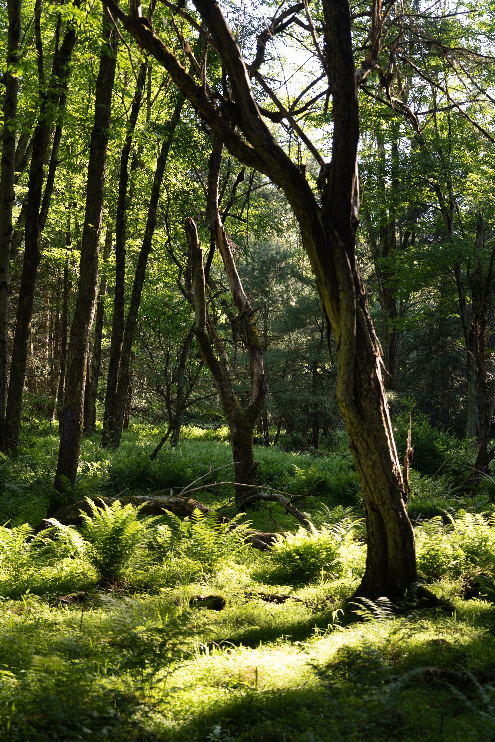 "Verdant Veil"

A mesmerizing photograph that transports viewers to the heart of the woods surrounding Rose Valley Lake, where light and shadow play amid a lush carpet of ferns. The image captures a moment of natural tranquility, as sunbeams filter t