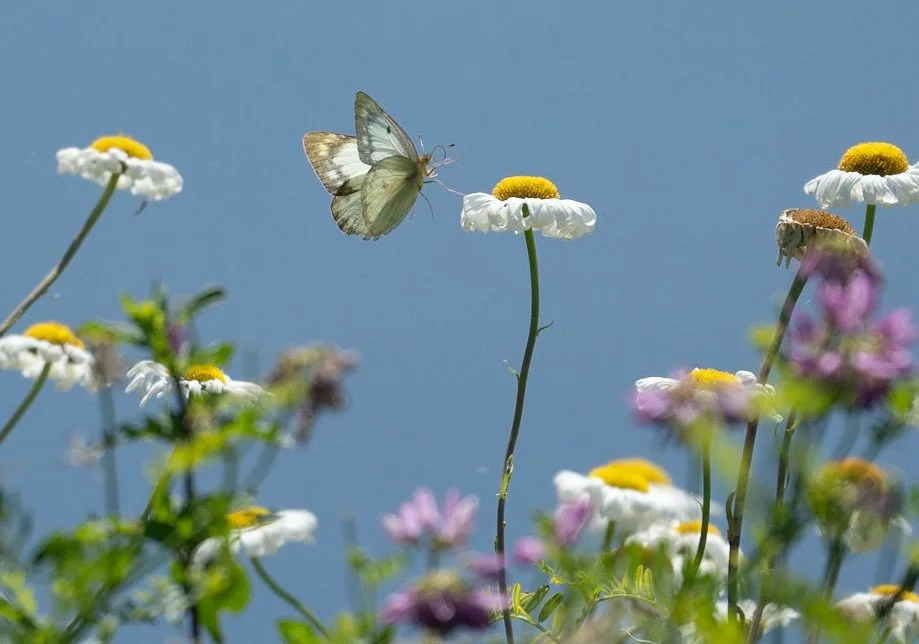 
Title: "Ephemeral Grace"

Experience the delicate dance of nature with "Ephemeral Grace," a captivating photograph that immortalizes the transient beauty of a butterfly in mid-flight among a field of wildflowers. Each print is meticulously crafted o