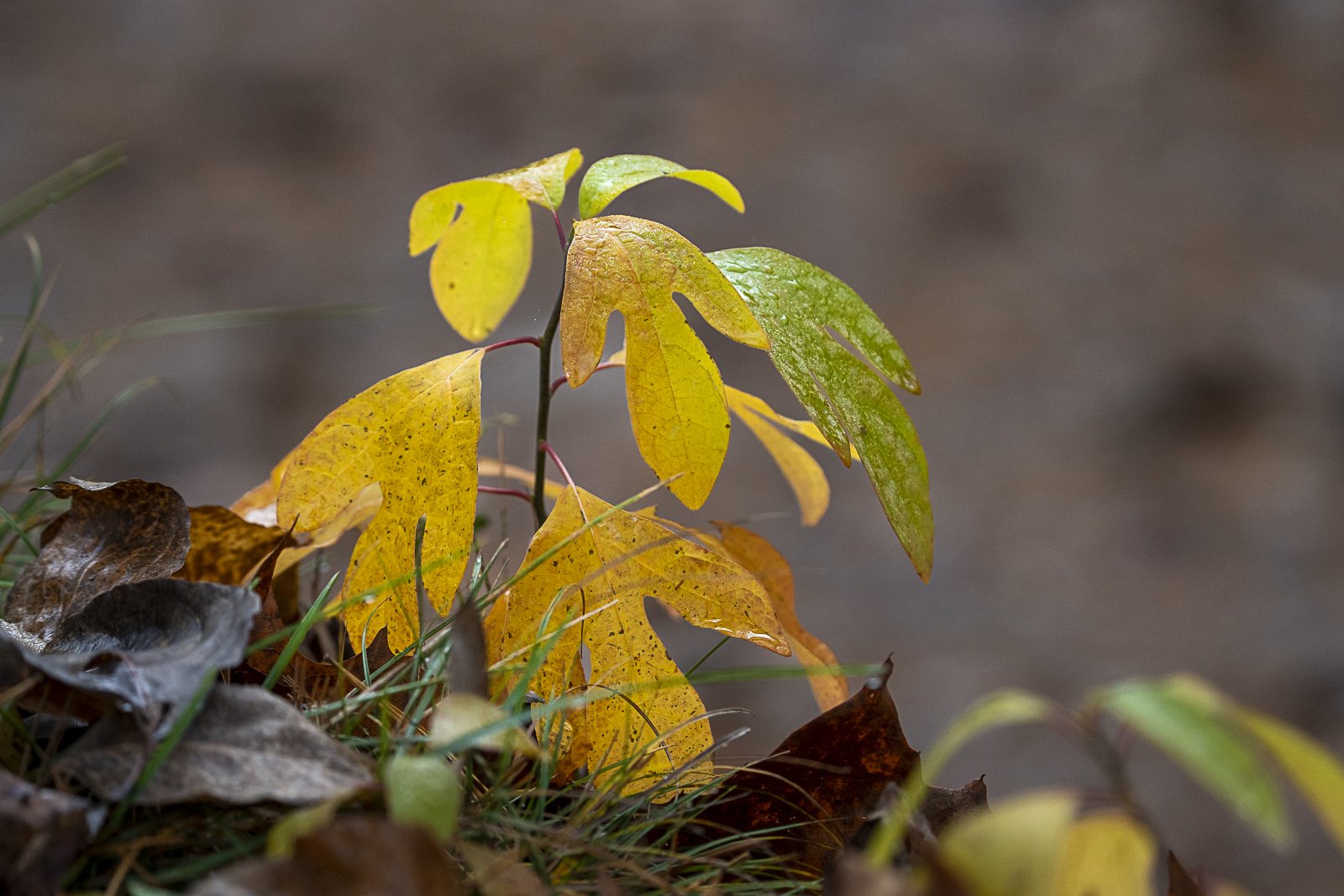 Sassafras plants are common in the Great Smoky Mountains, and they are known for their yellow leaves. Sassafras plants are also known for their fragrant bark, which is used to make tea and other beverages. Who doesn’t long for the Soda Shop, and a ni