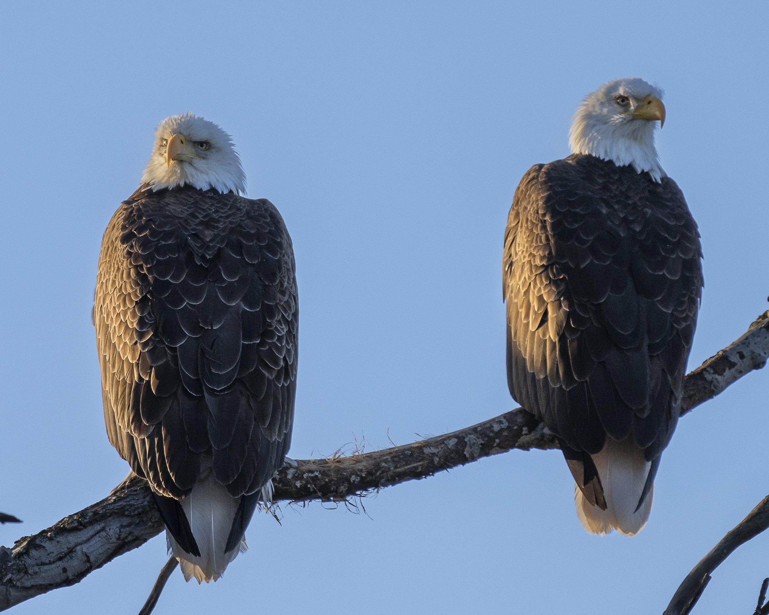 Wildlife