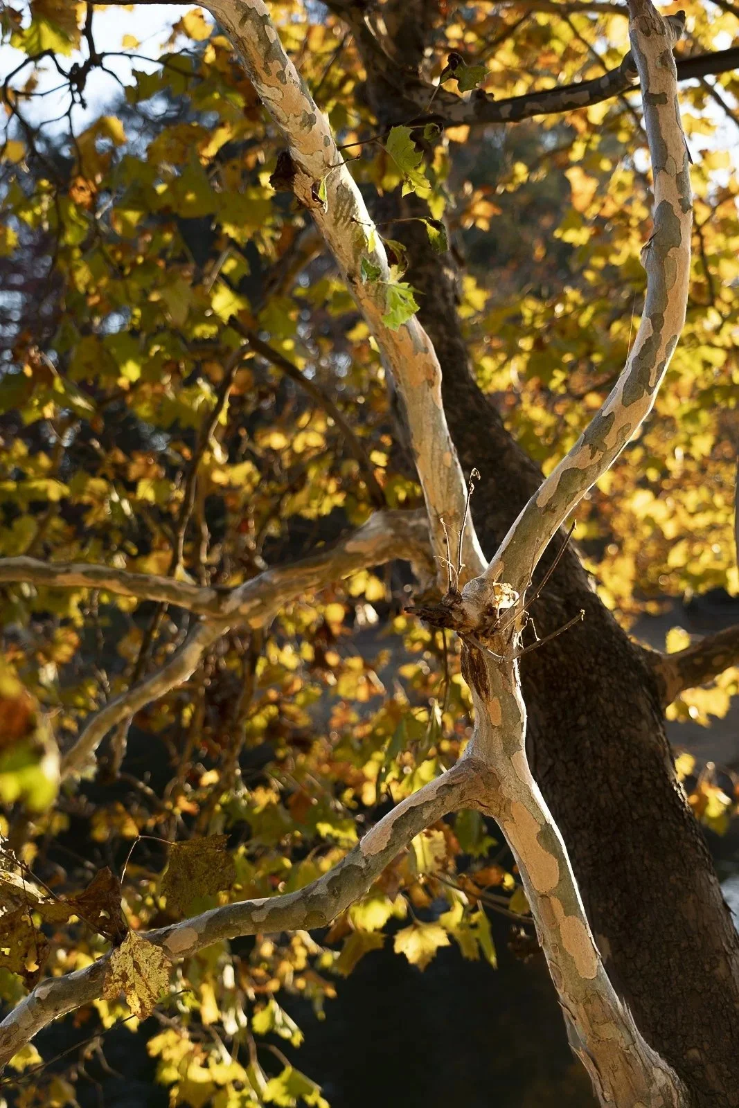 Late Afternoon in the Plane Tree