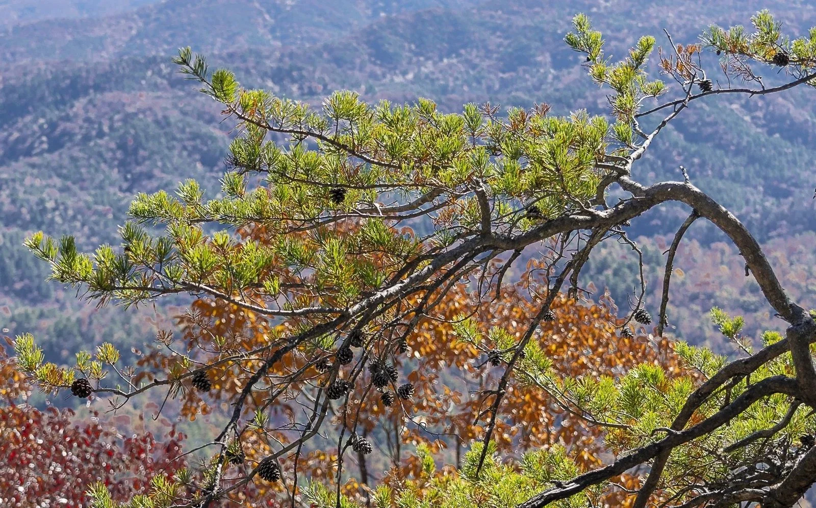 Pine Branch Over Autumn Hills