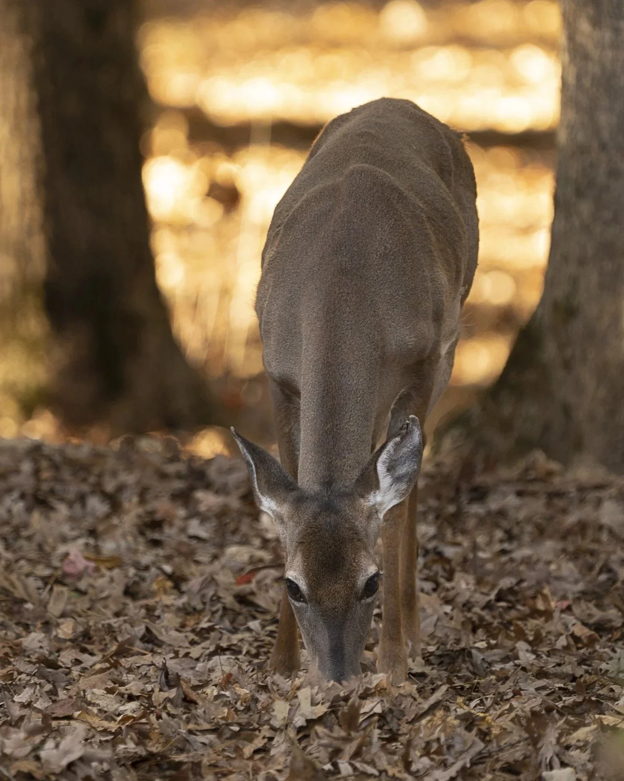 Whisper of the Forest Floor