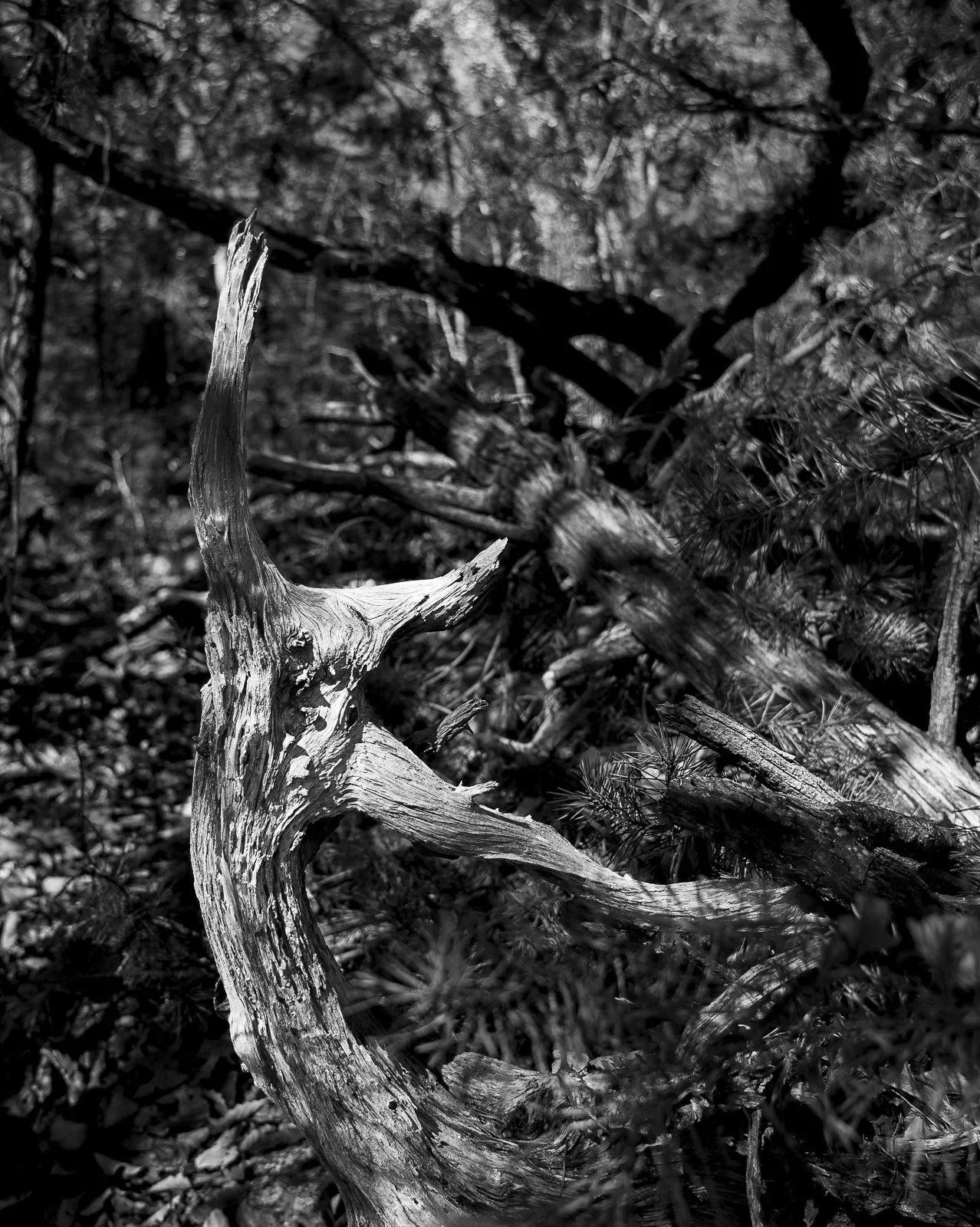 _DSC2046_19a265d18b38d34b.jpg