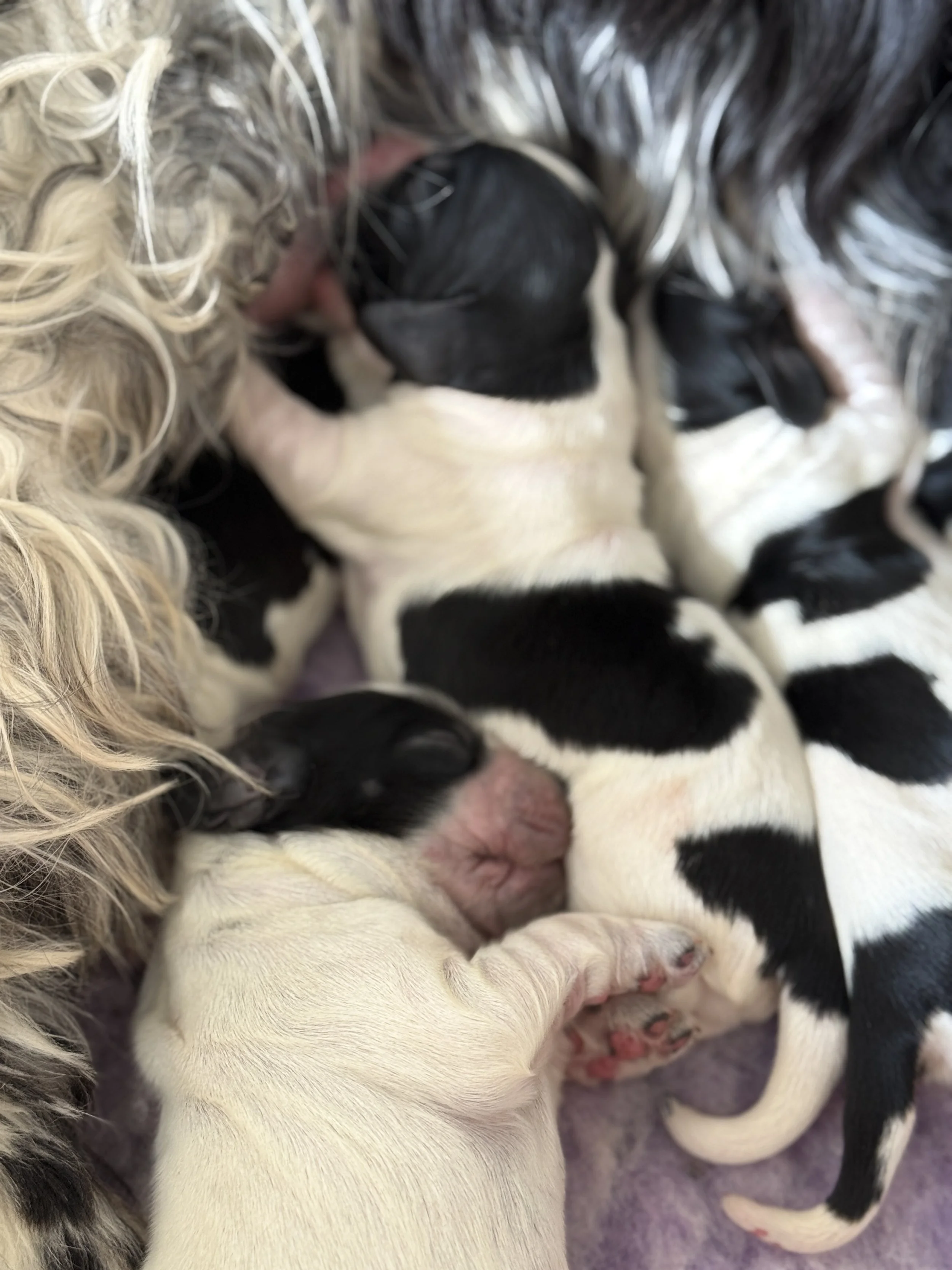 cocker spaniel valper som dier sin mor. Valpene er sort og hvite.