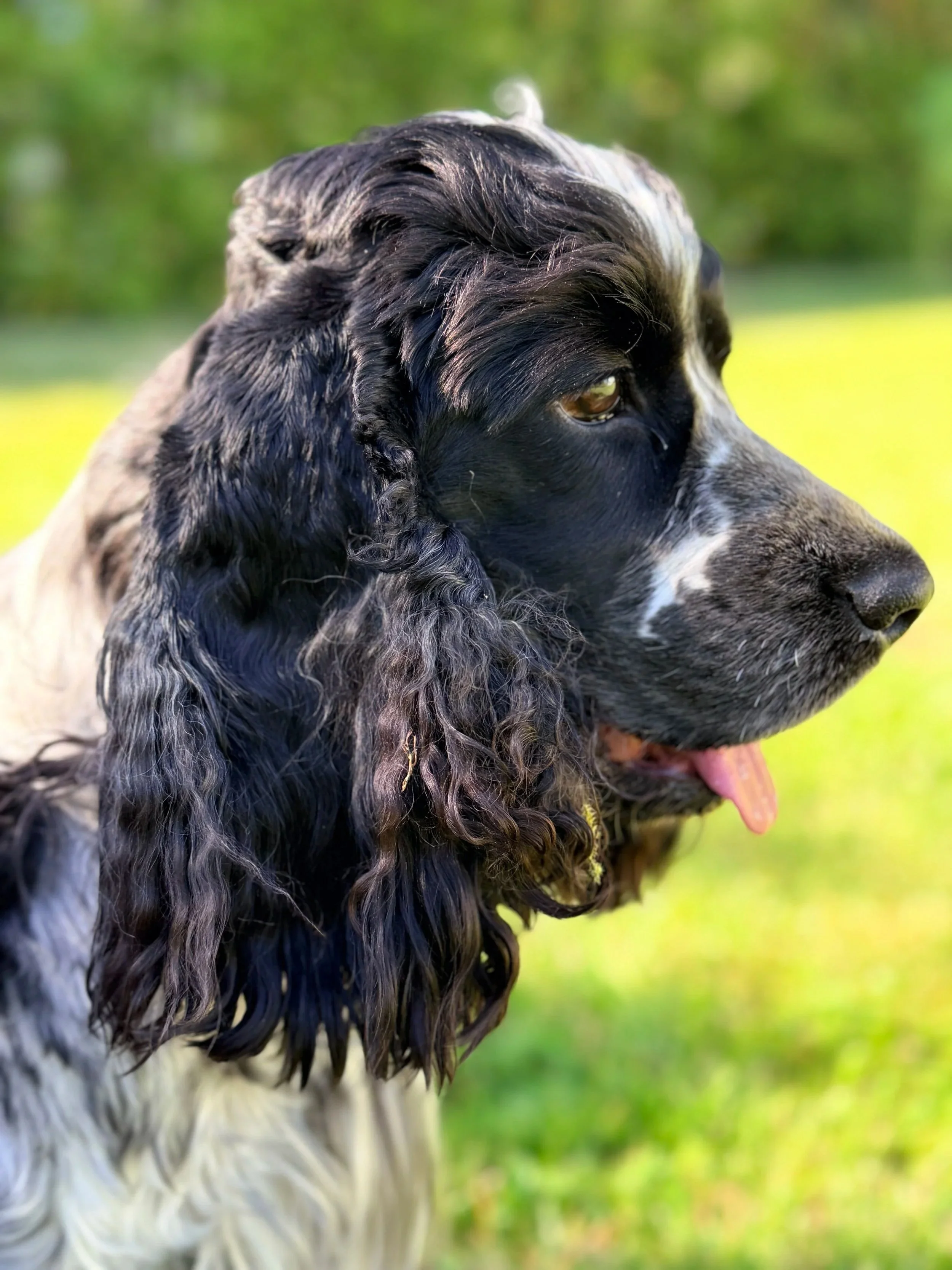 Ansiktet til en cocker spaniel sett fra siden