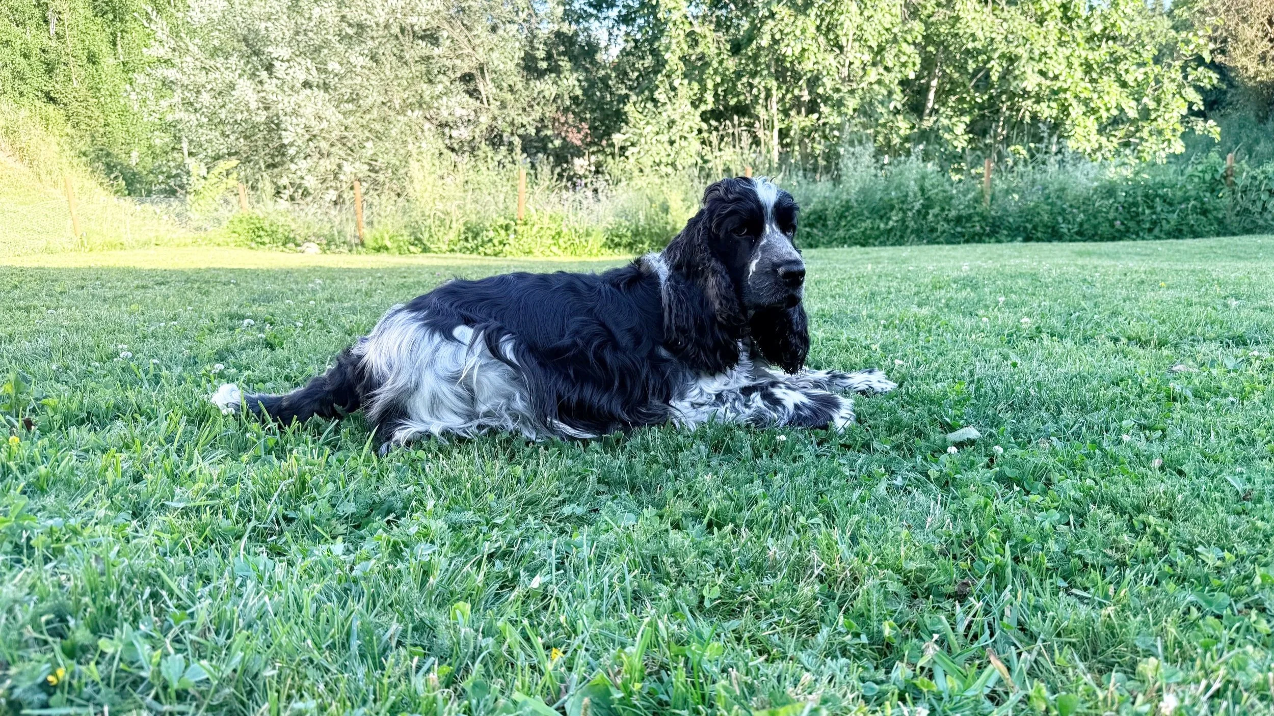 Et viktig steg for Kennel Norsewyn
