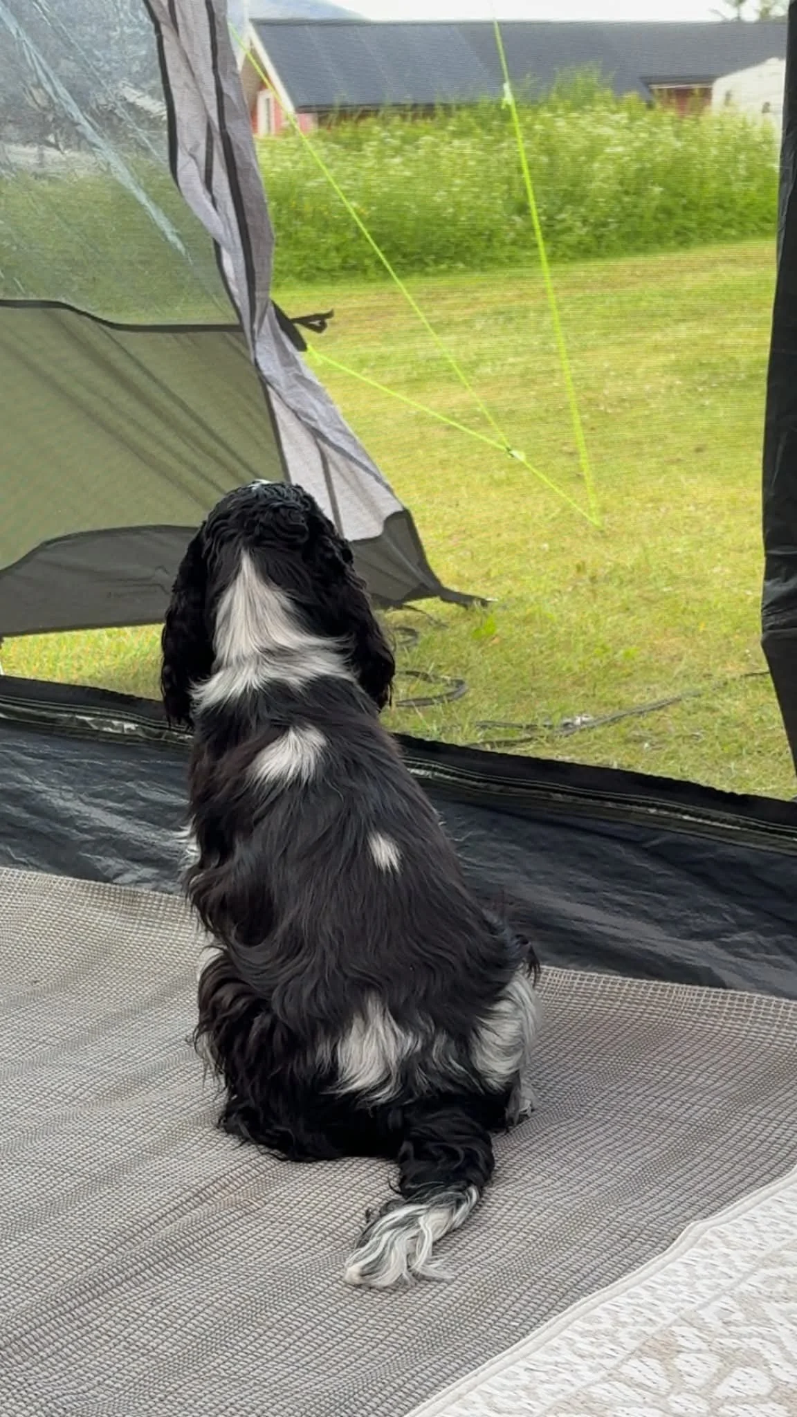 Cocker spaniel valp som ser ut av åpningen på et telt