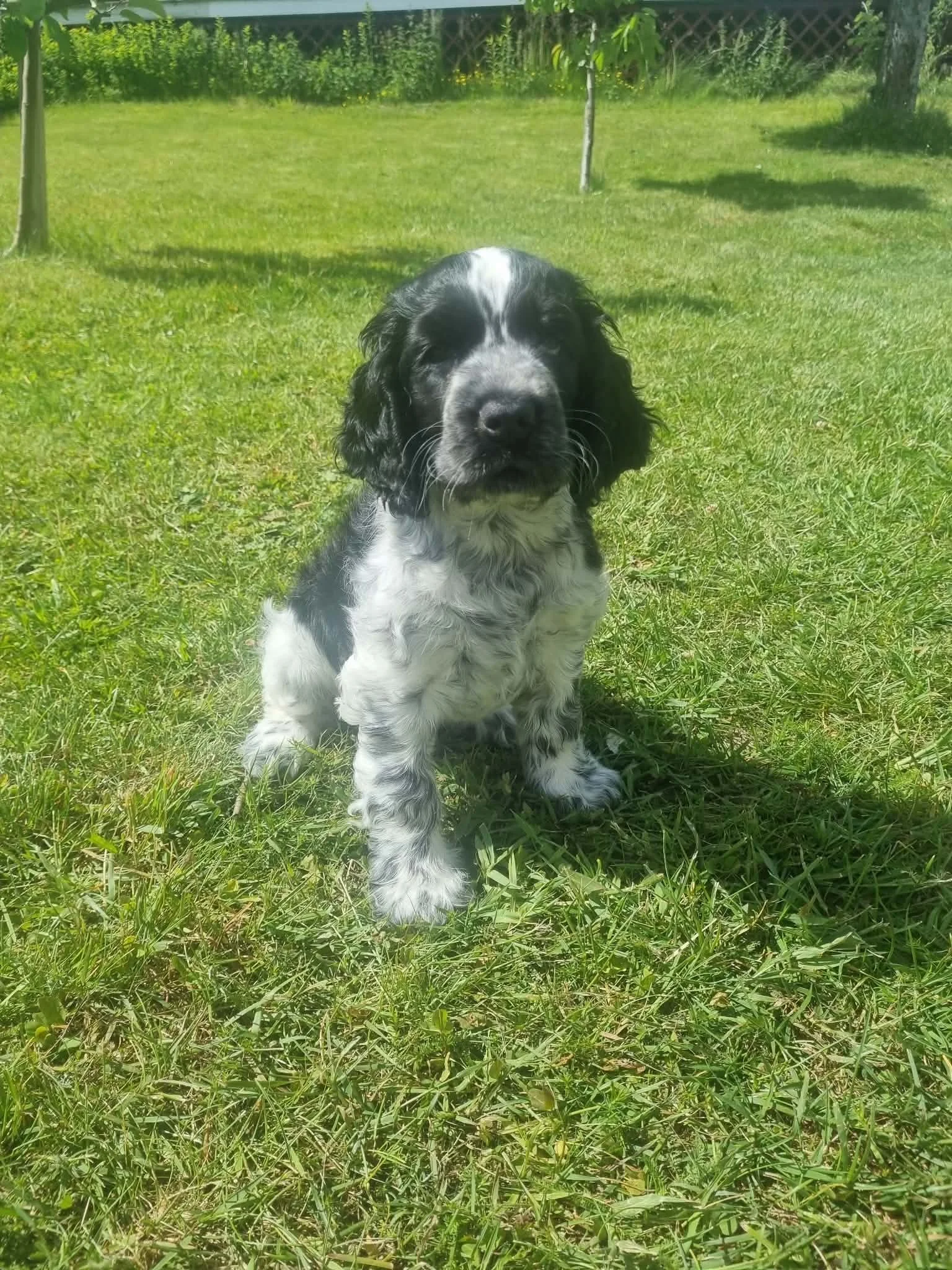 Cocker spaniel valp som sitter i gresset