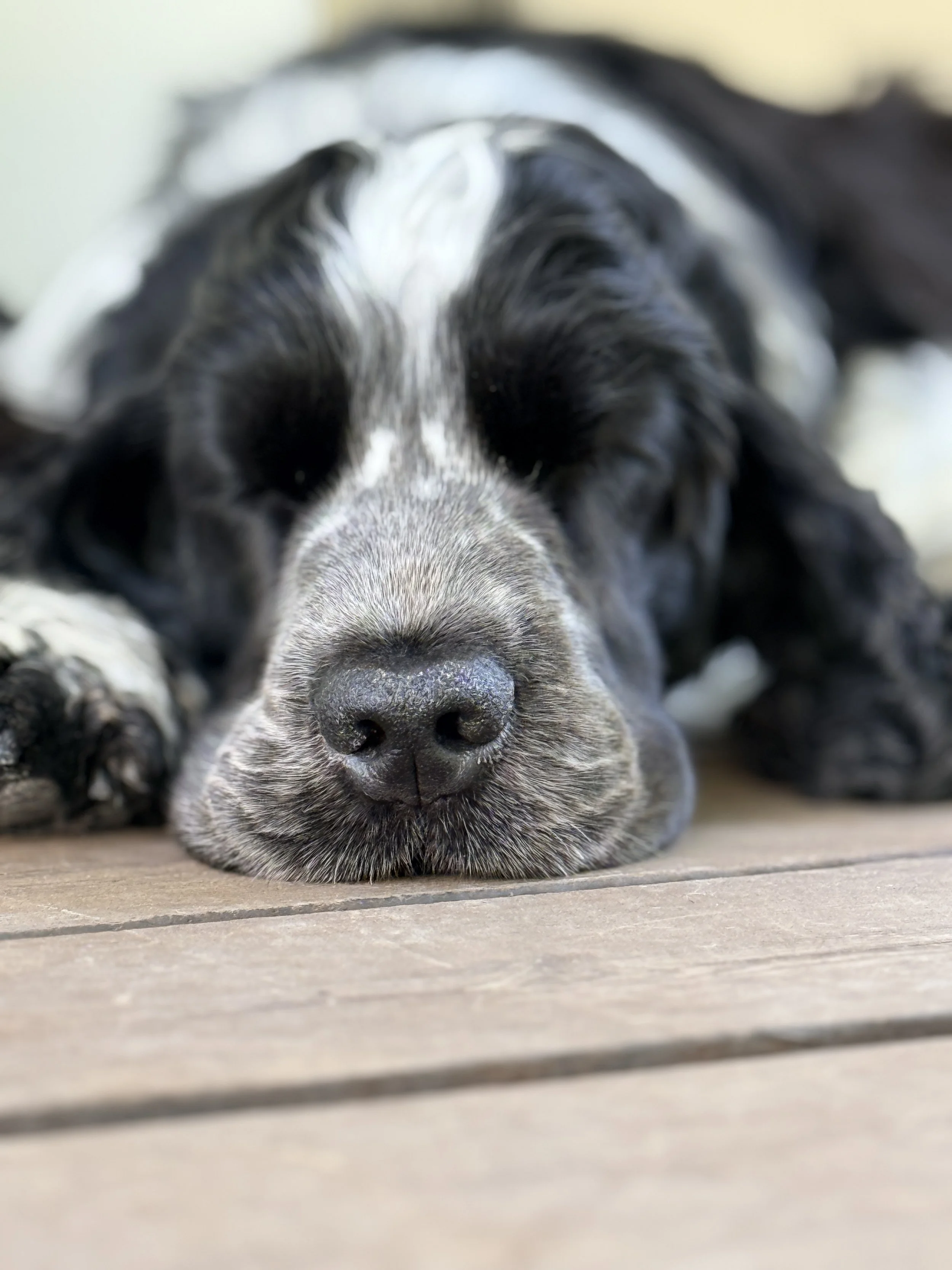 Cocker spaniel som sover