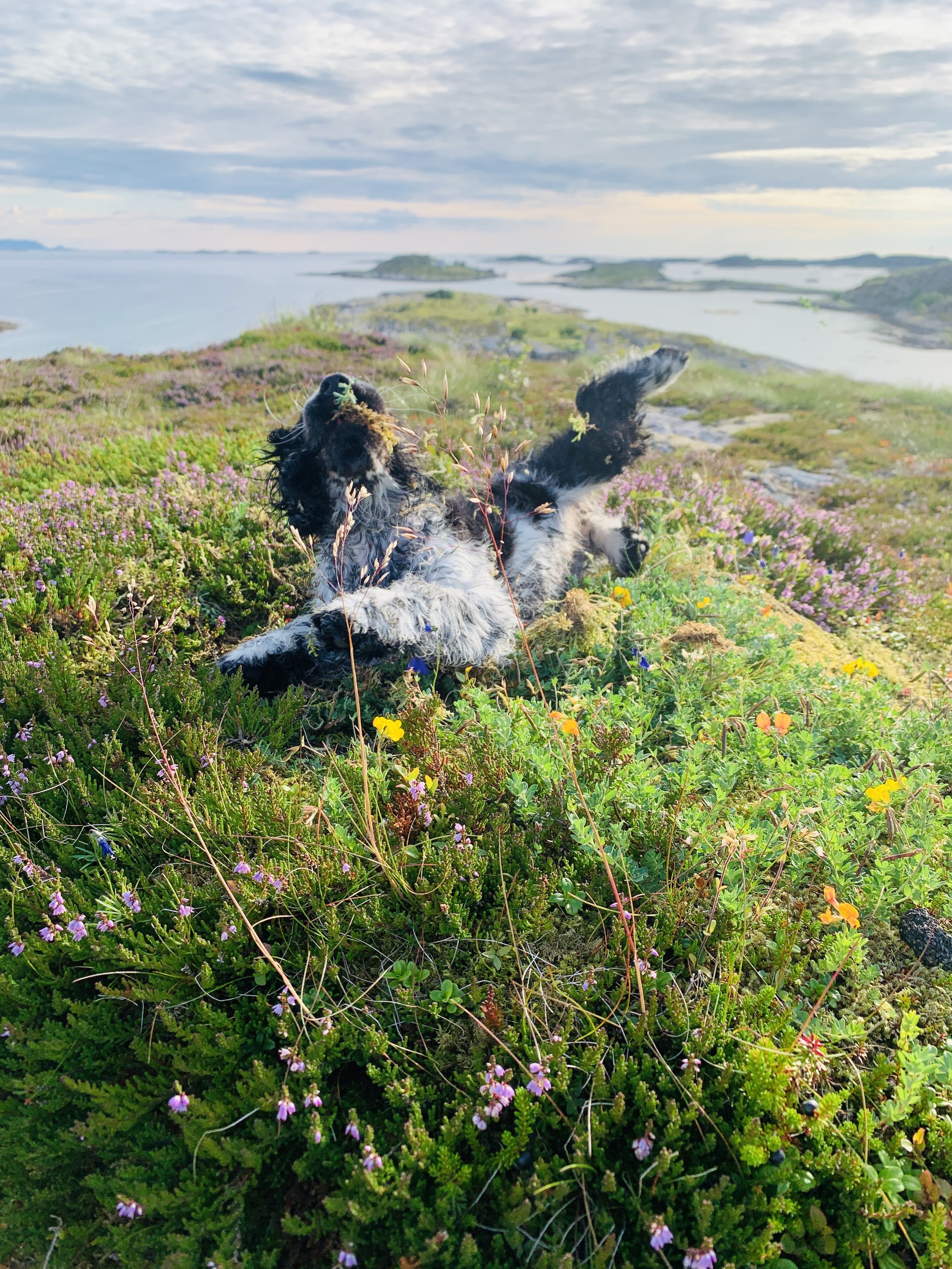 Cocker spaniel dog lying on its back in a field of colorful flowers near a body of water under a partly cloudy sky.