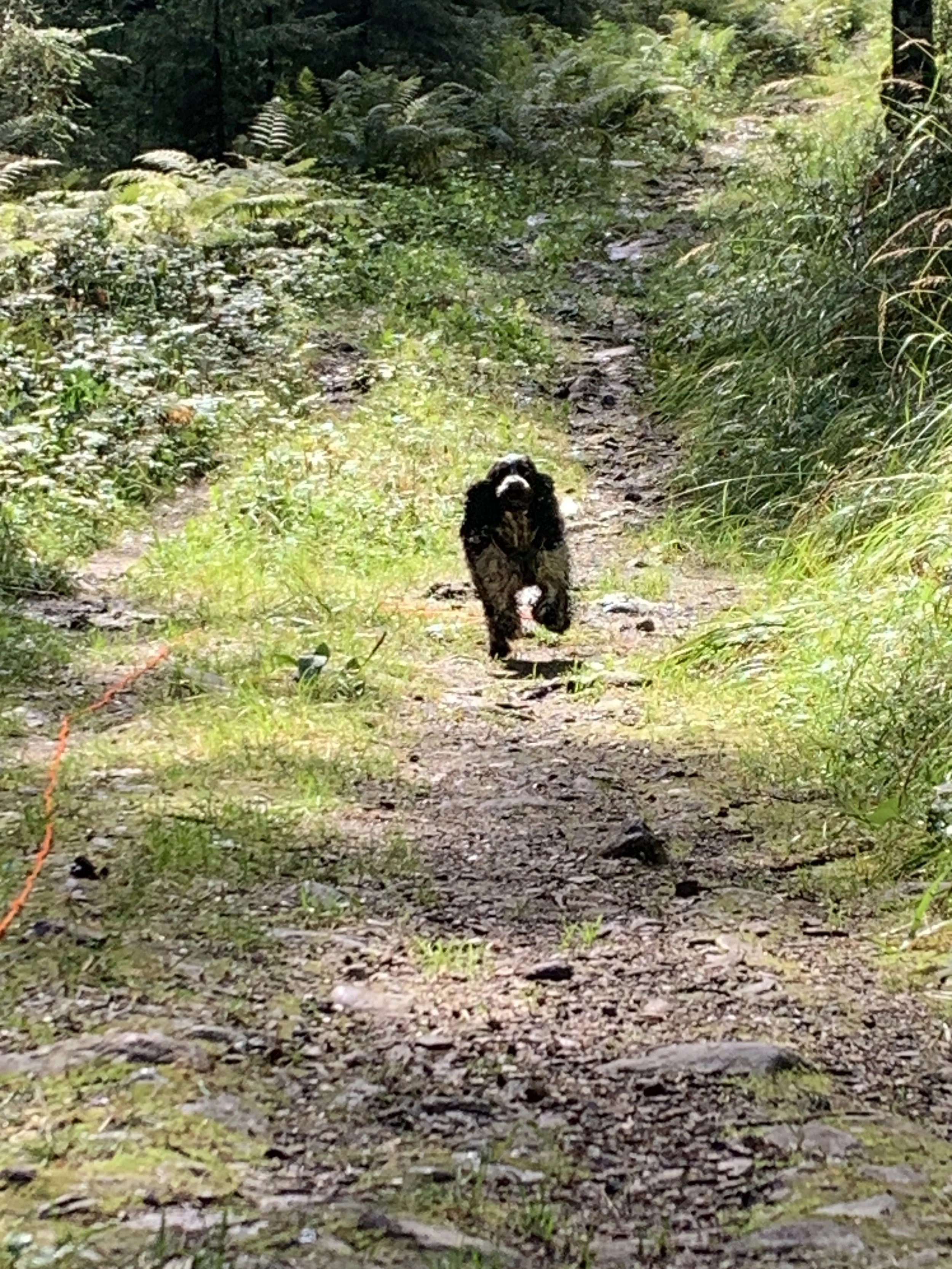 A cocker spaniel running along a dirt trail on a wooded forest path with greenery on both sides.