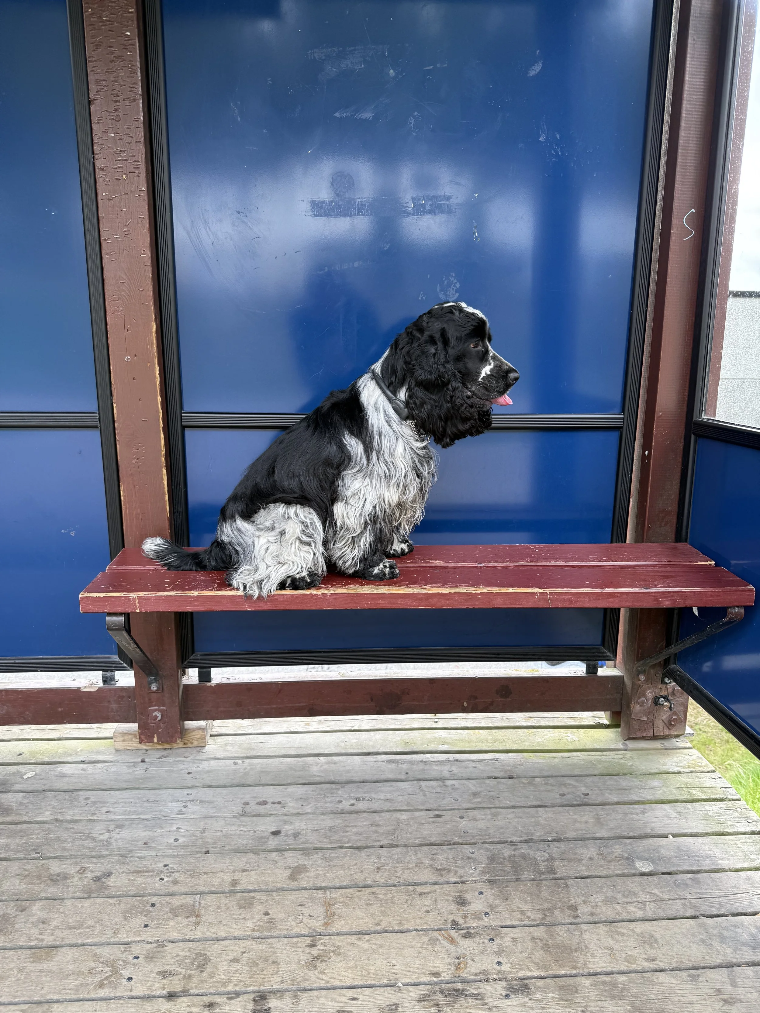 cocker spaniel sitter på en benk