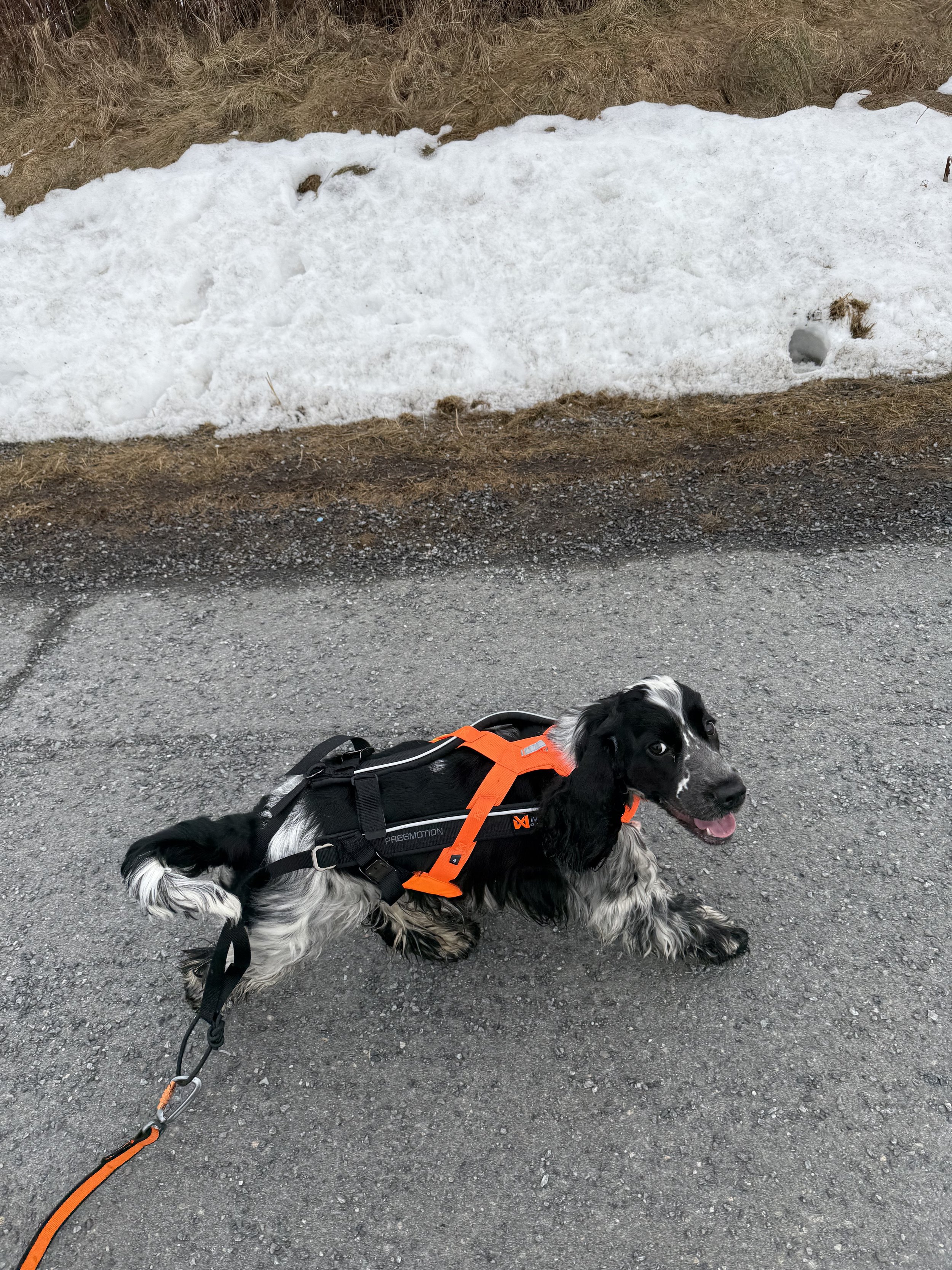 cocker spaniel på joggetur