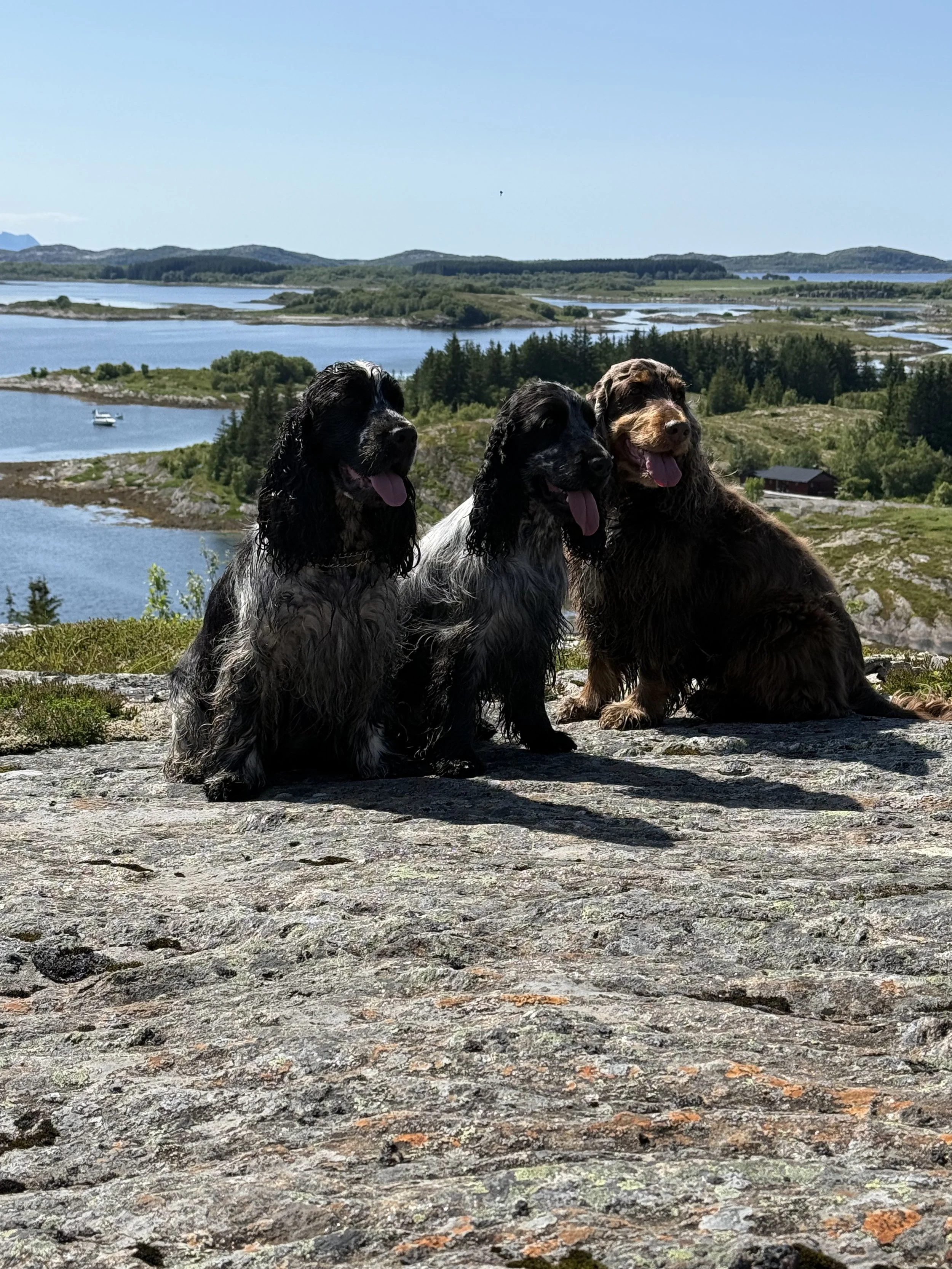 Three cocker spaniels, two black and gray with long ears, and one brown, sitting on a rock with a scenic body of water, islands, and trees in the background. In the north of norway.