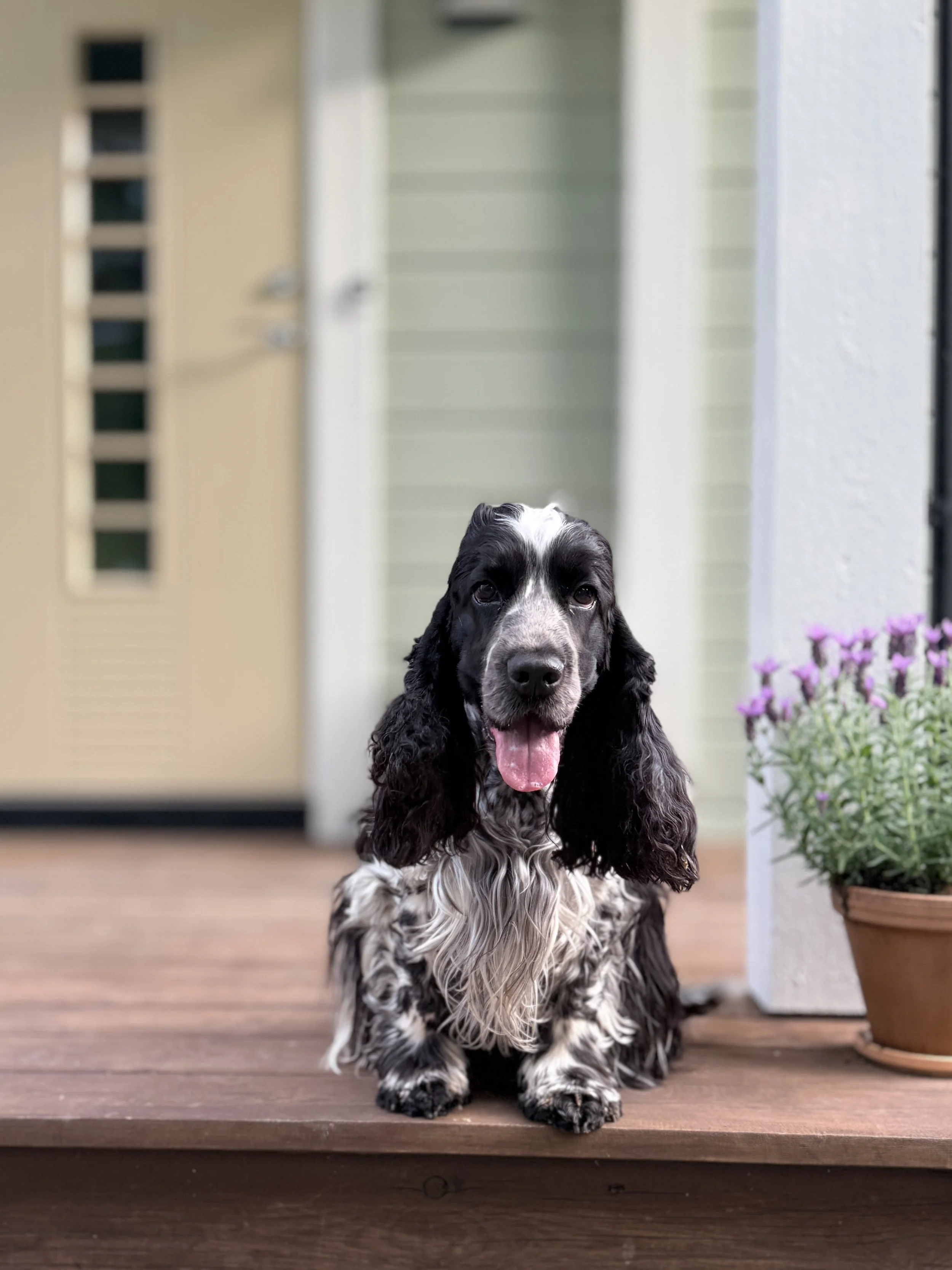 cocker spaniel sitter på trapp
