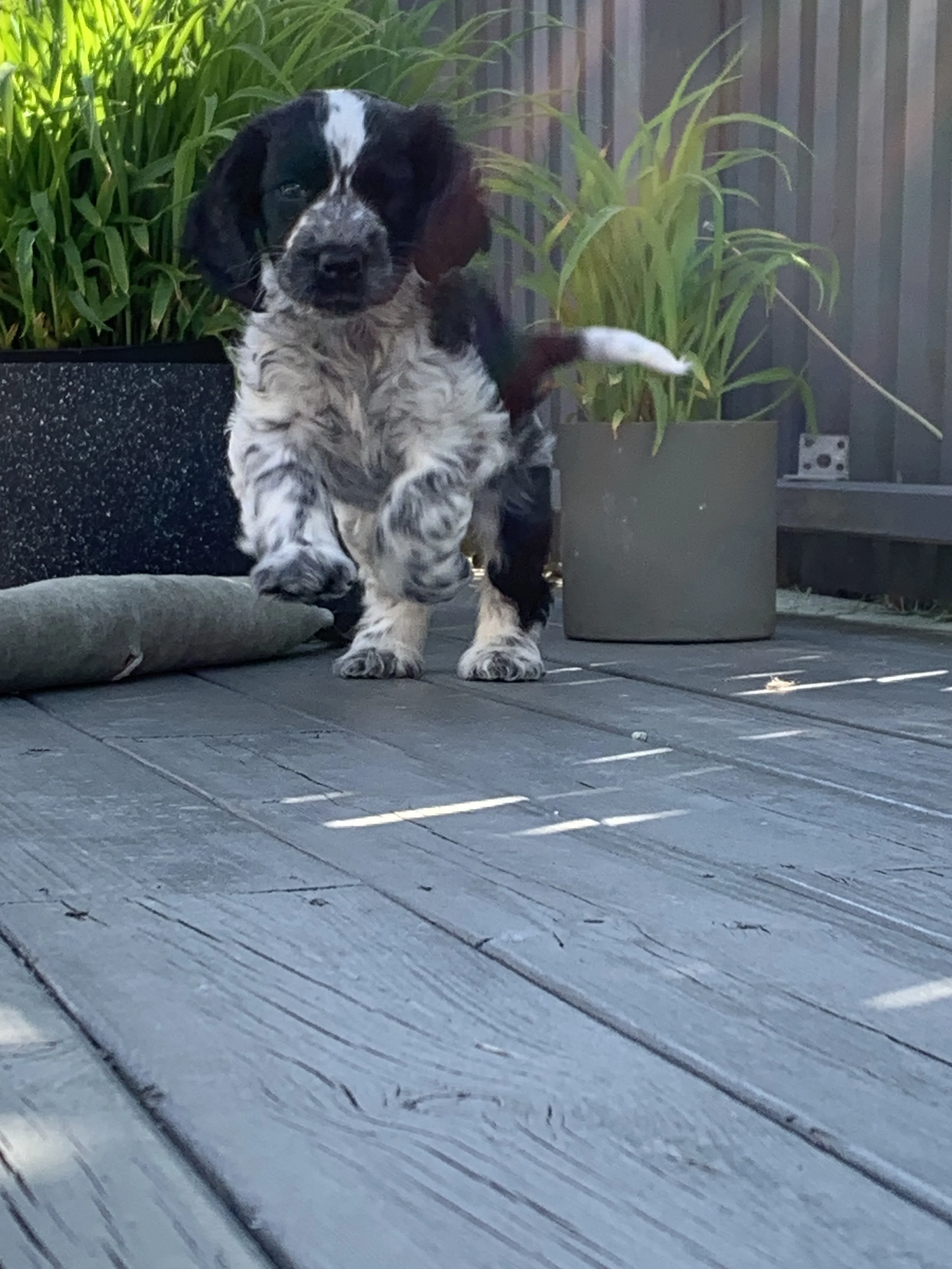 cocker spaniel valp som hopper og kommer i mot.