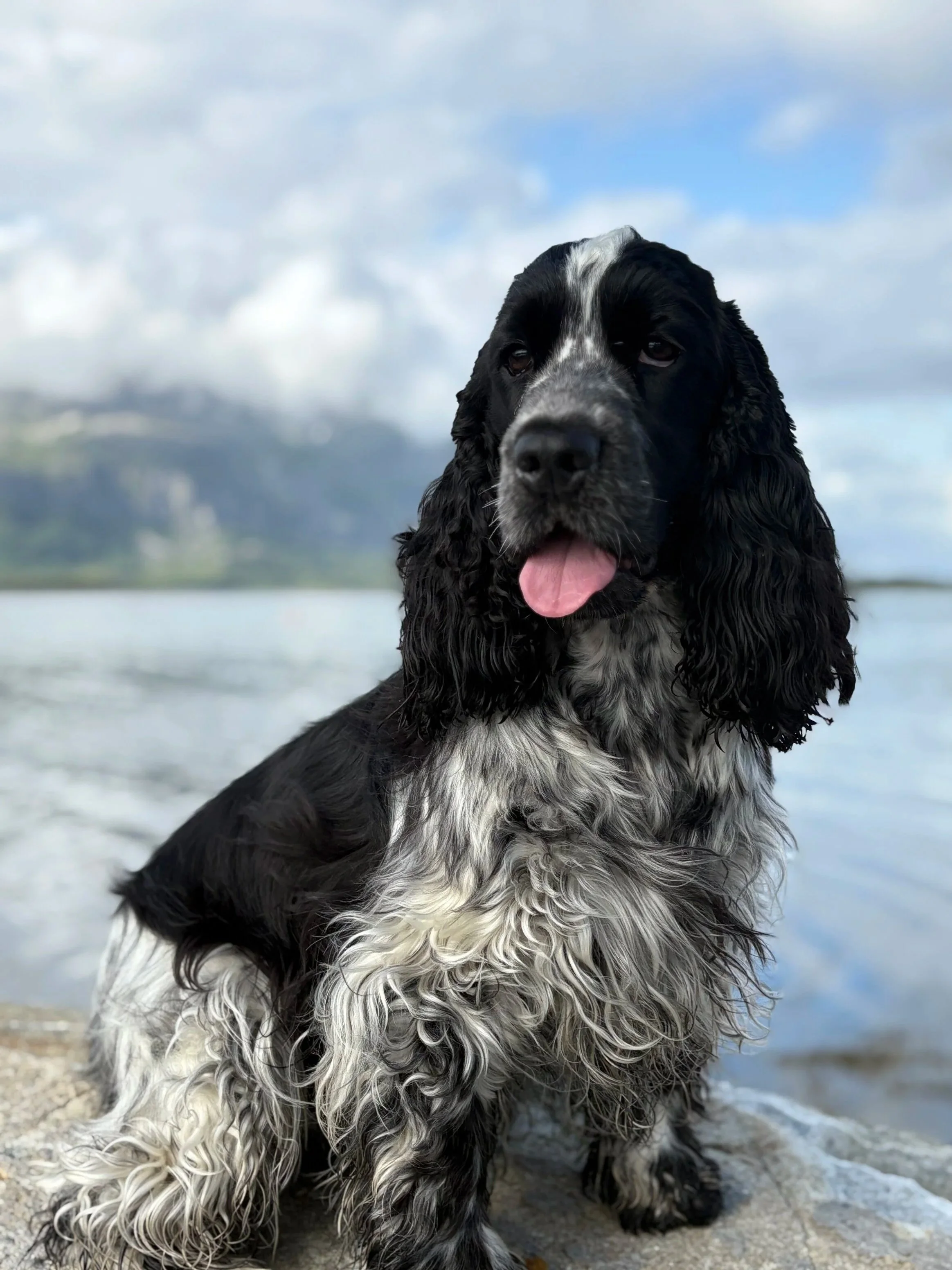 cocker_spaniel_ved_vannet