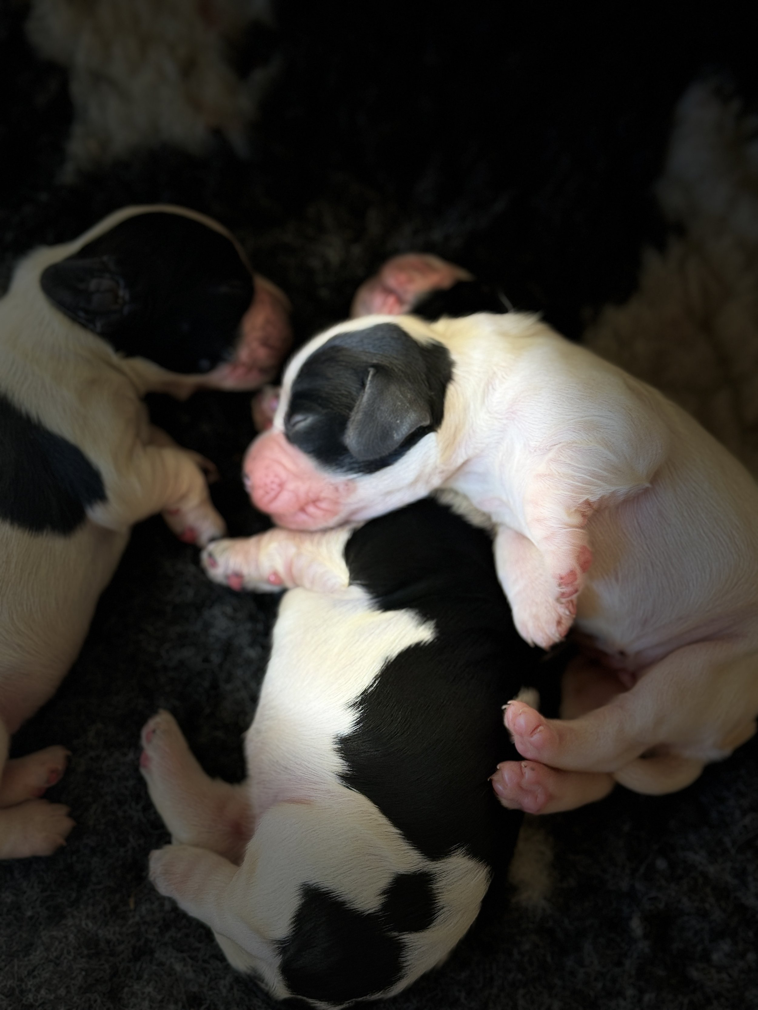 Tre cocker spaniel valper i sort og hvit. Ligger oppå hverandre og sover.