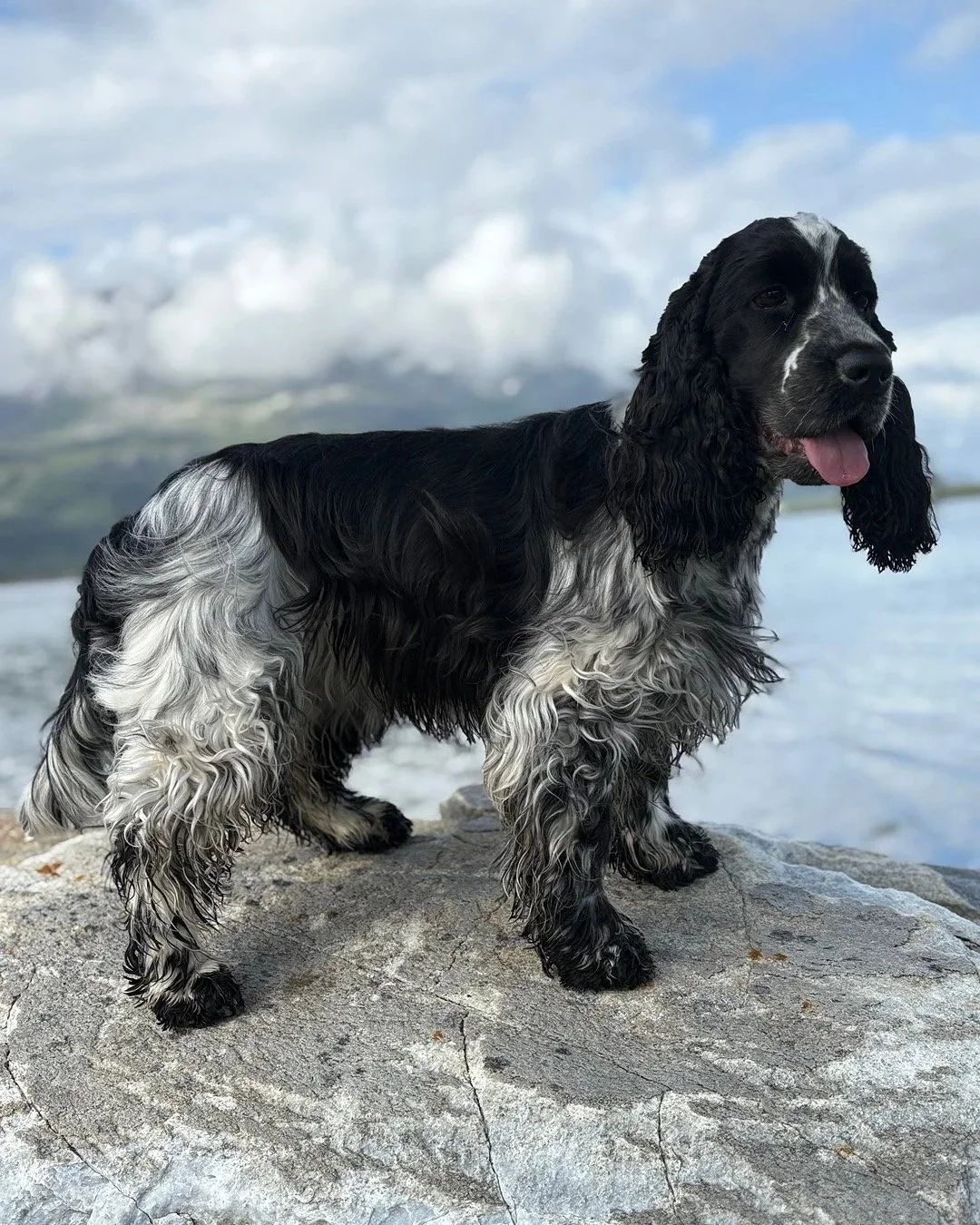 Cocker spaniel Strava står på en stein ved vannet i naturlig miljø