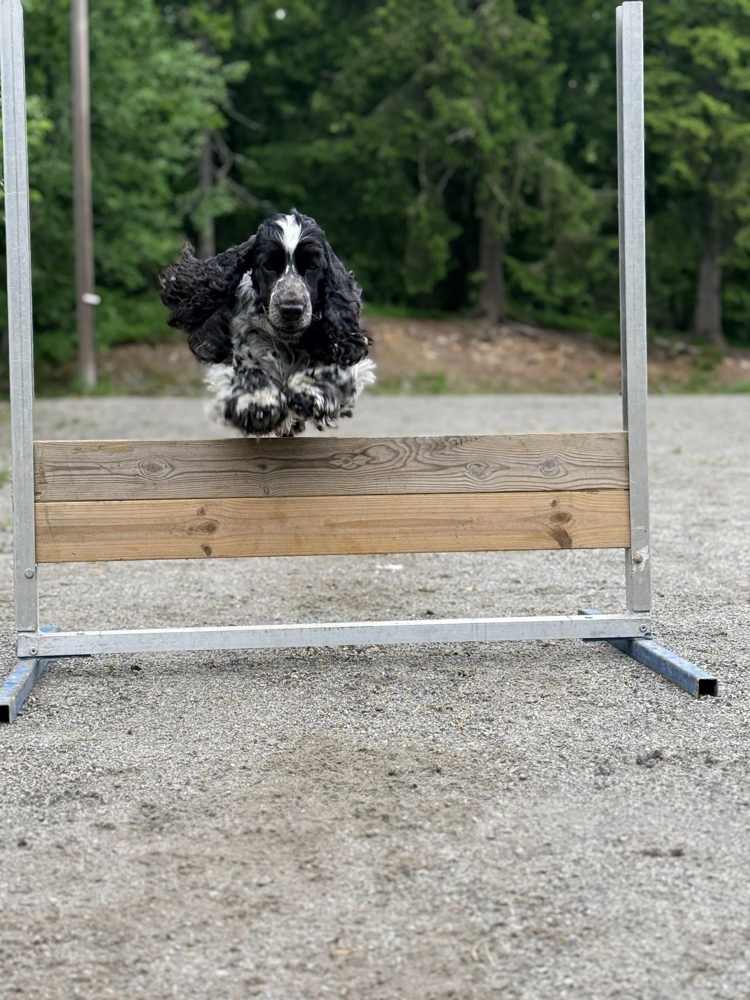 Cocker_spaniel_jumping