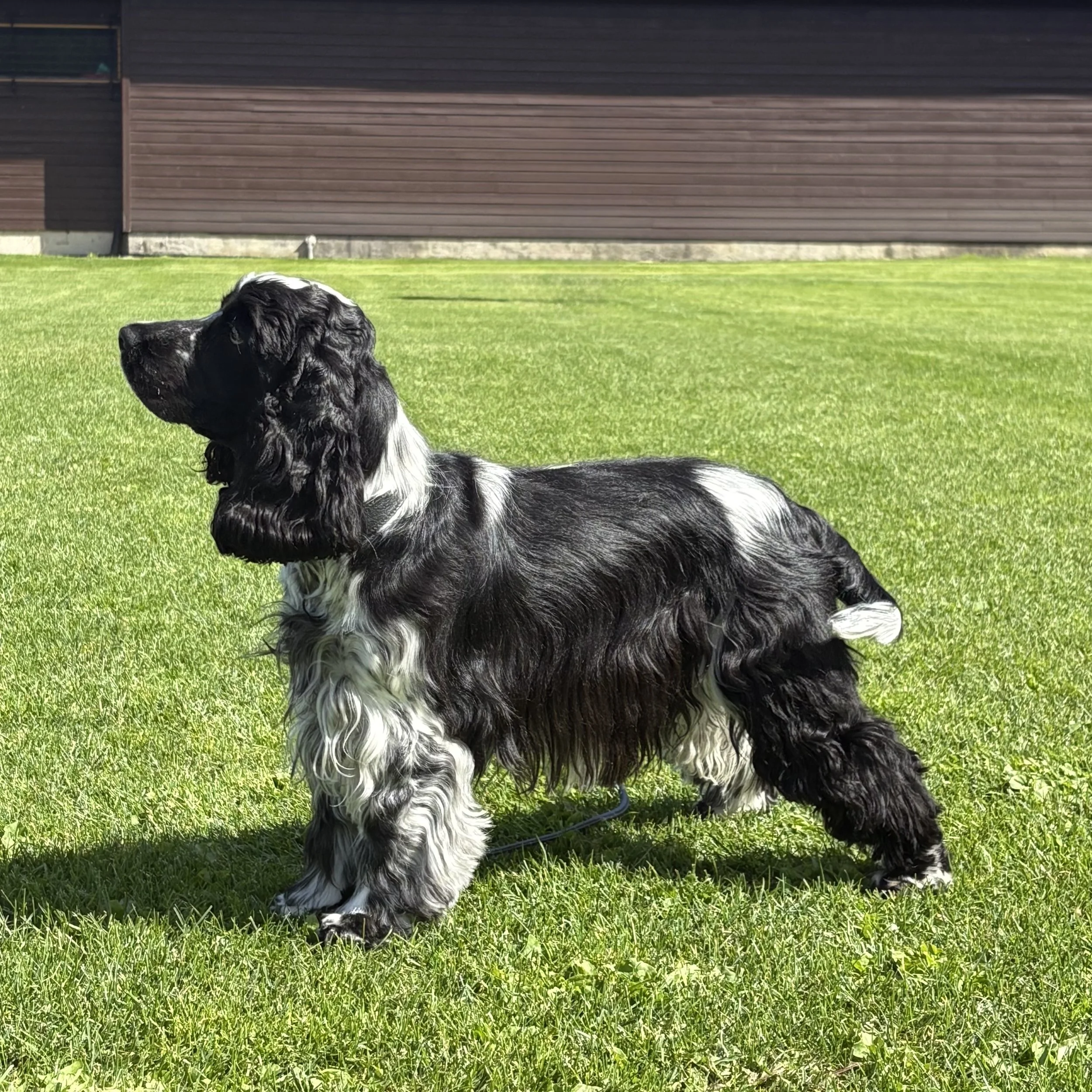 Hauen`s Lille Dolly, cocker spaniel på grønt gress