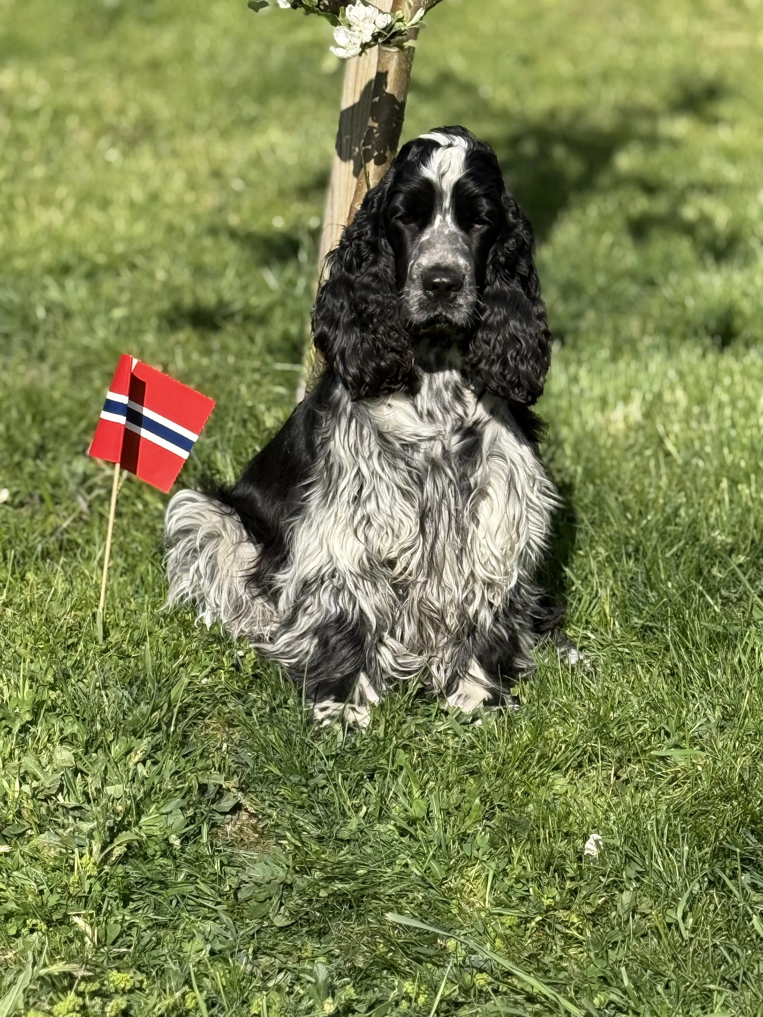 Cocker Spaniel og norsk flagg