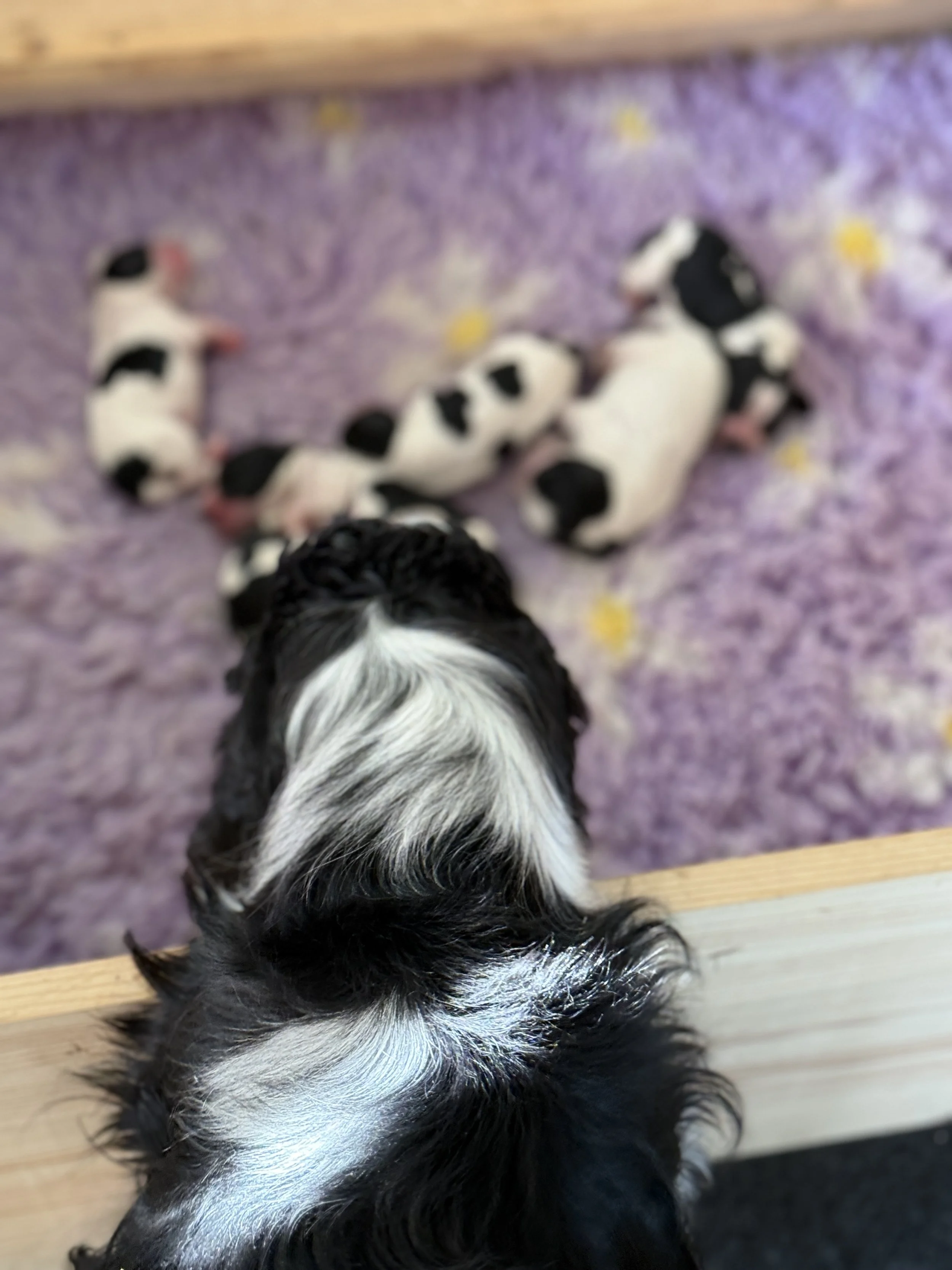 Sort og hvit cocker spaniel tispe som ser på valpene sine som ligger i en valpekasse.