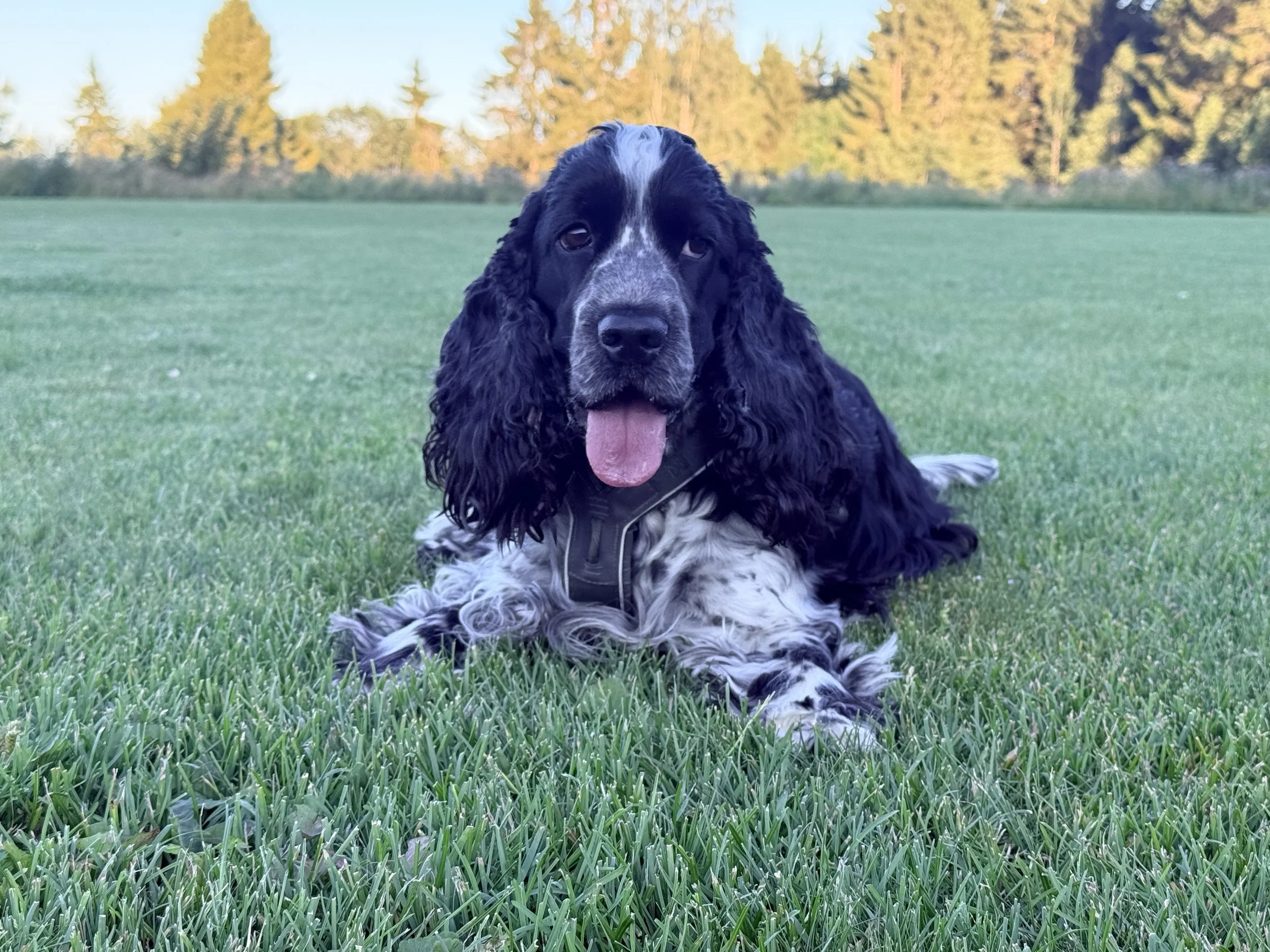 Cocker spaniel som ligger i et grønt gress,